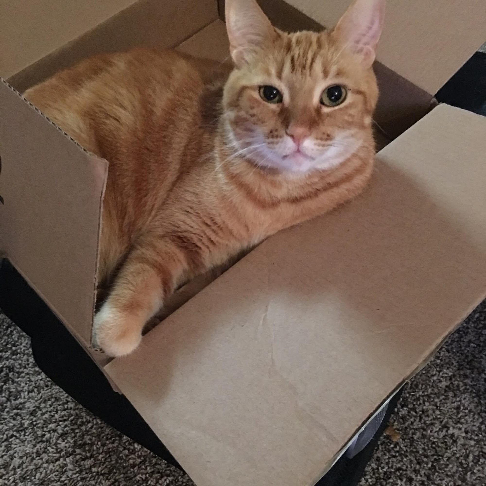 East Plano Murphy Pet Hospital Murphy