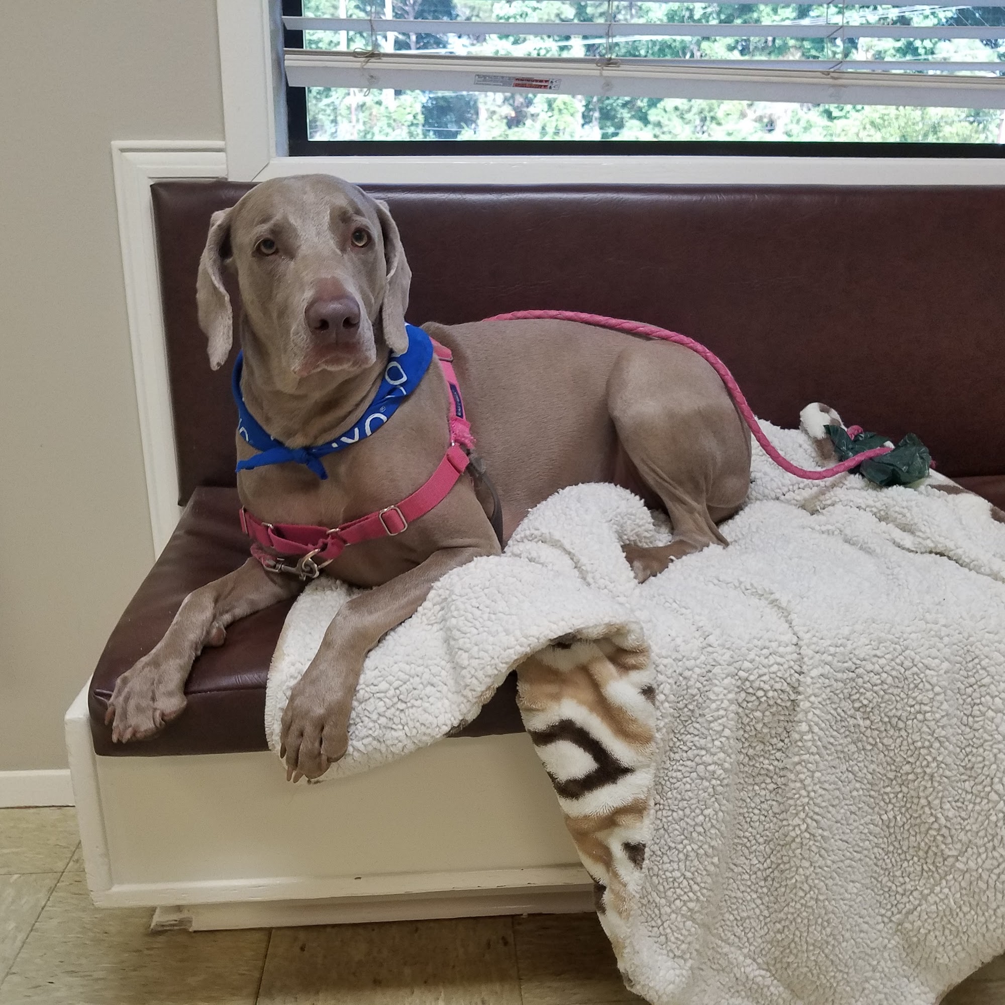 Appleby Sand Road Animal Clinic Nacogdoches