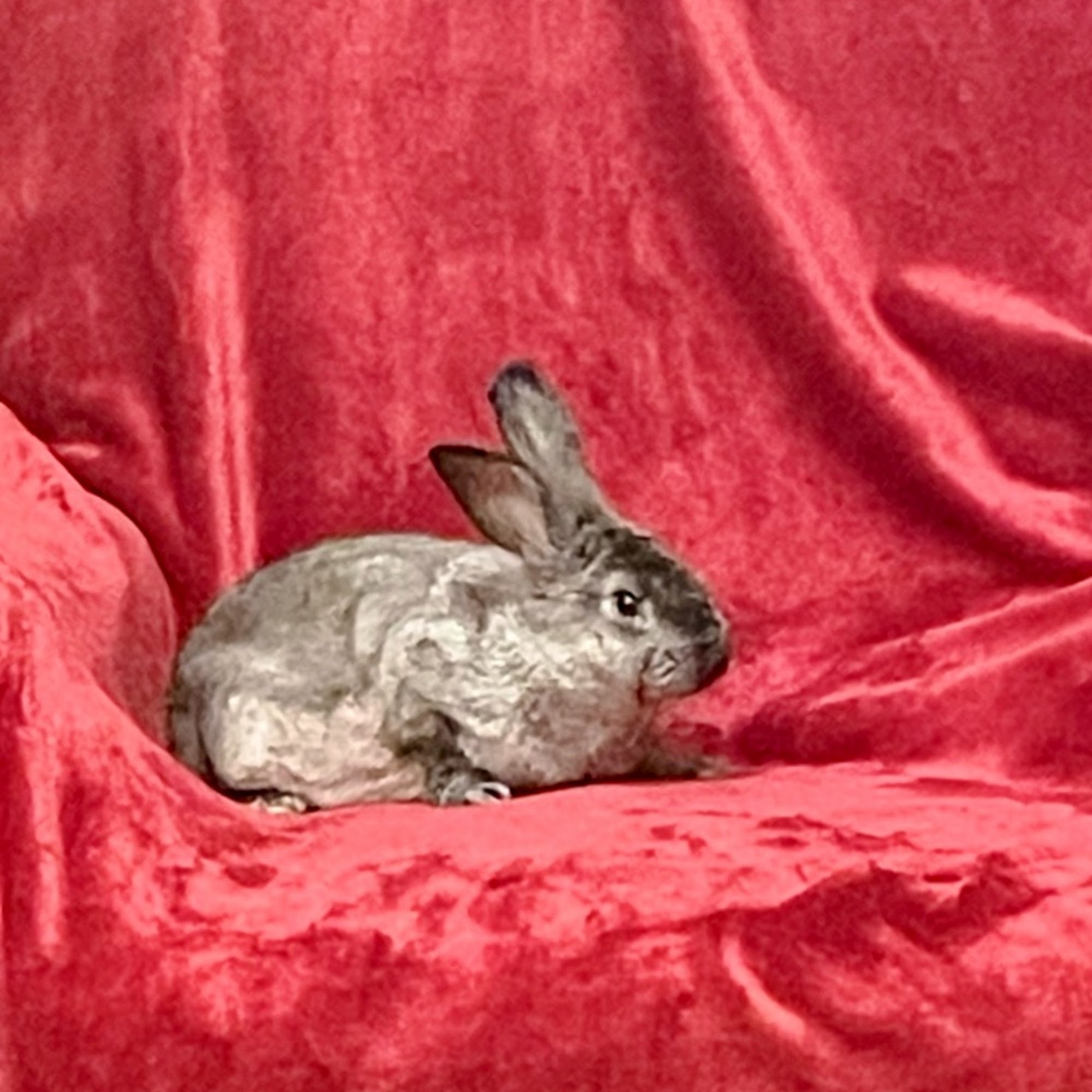 Southside Animal Clinic Nacogdoches