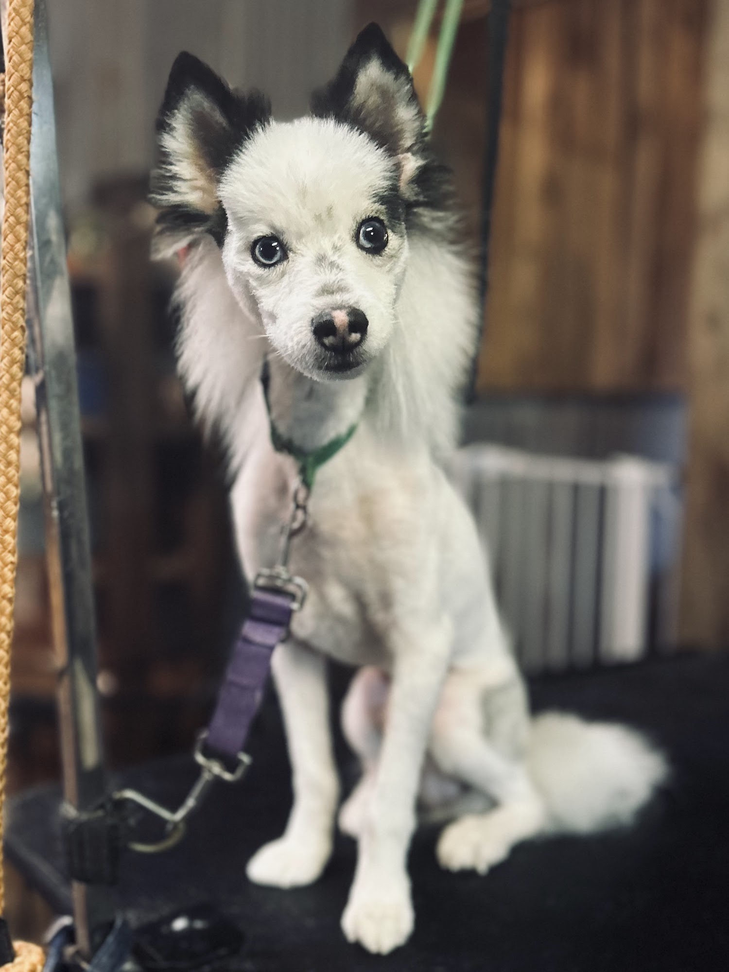 Martin Kennel & Grooming Nacogdoches