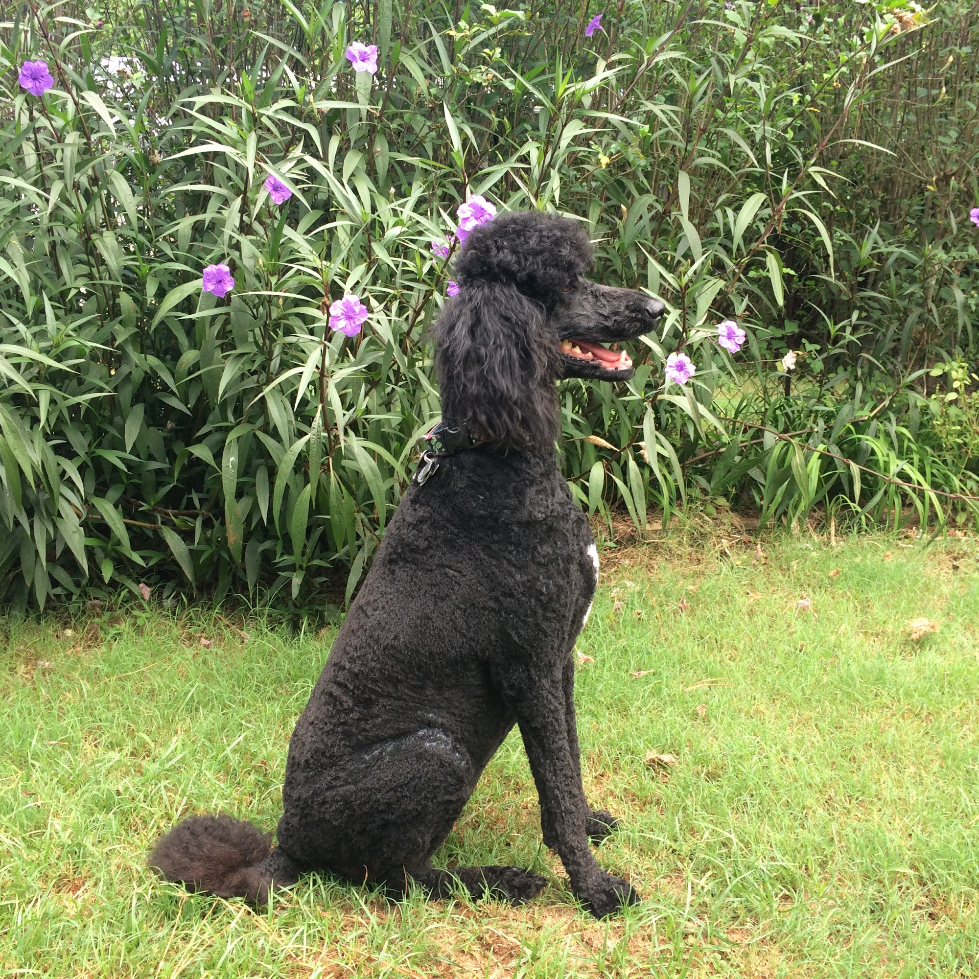 K-9 Country Inn Nacogdoches