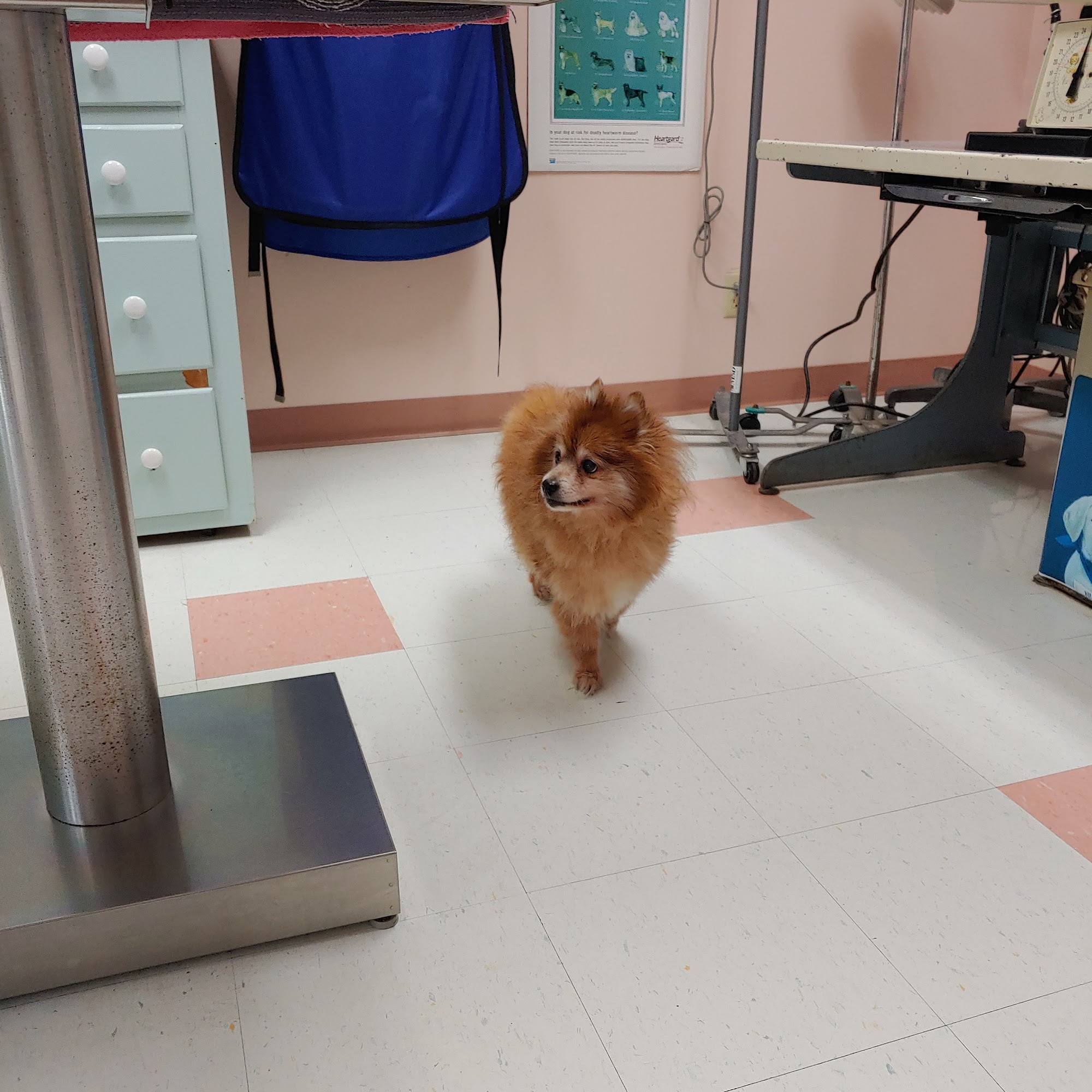 Dewberry Hill Veterinary Hospital Navasota