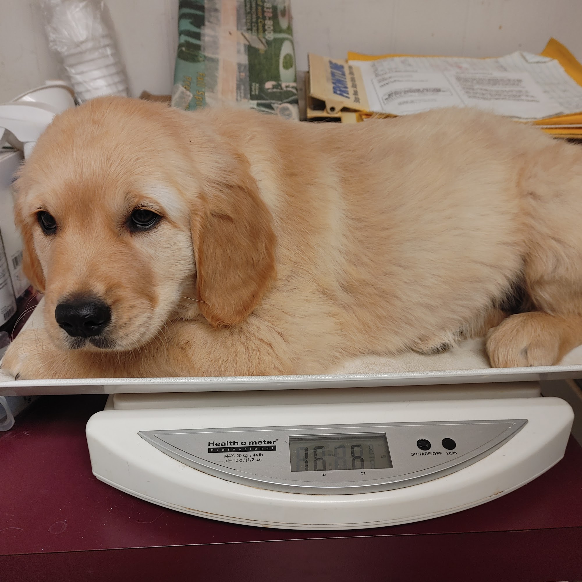 Higgins Edward C DVM New Boston