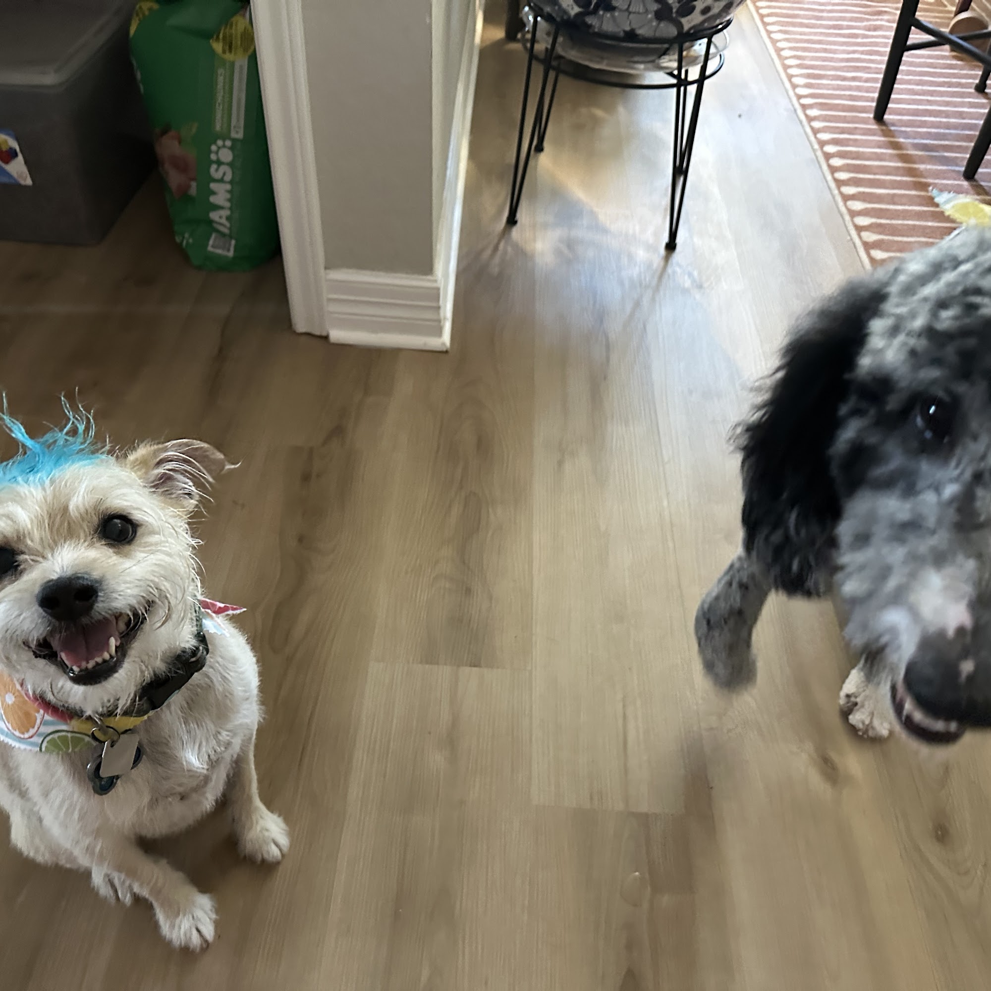 CanyonVet New Braunfels New Braunfels