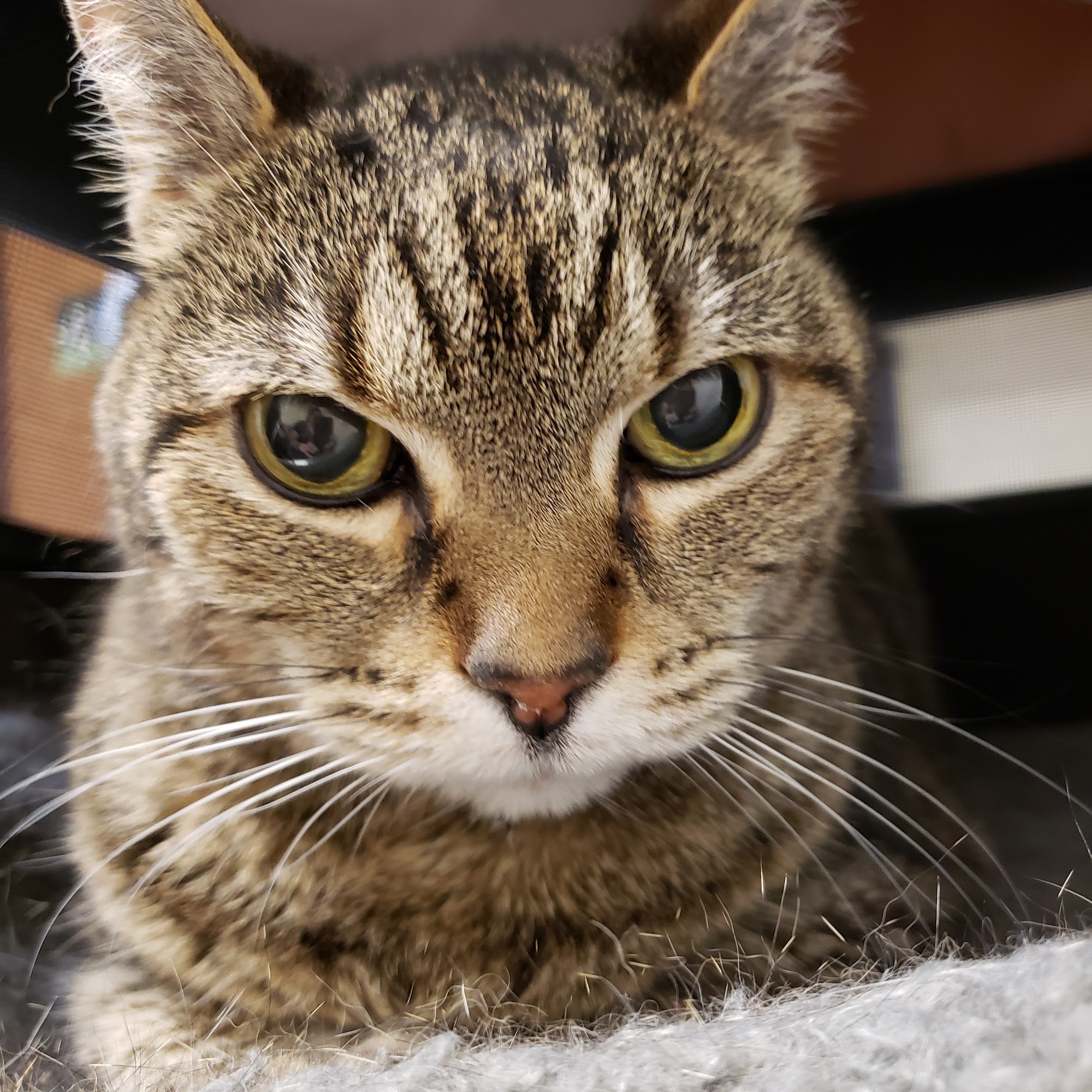 Animal Medical Center of New Braunfels New Braunfels