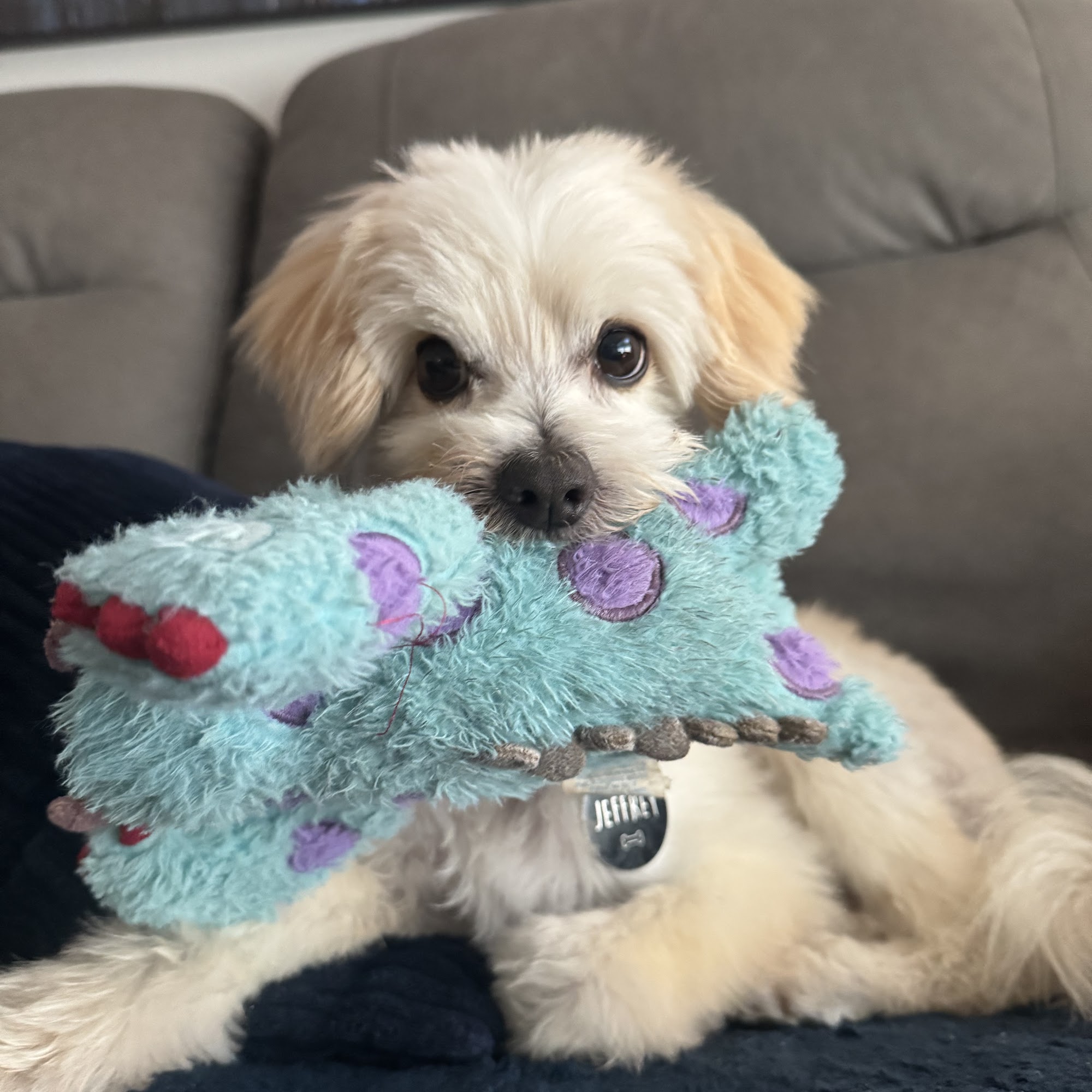 The Paw Spa New Braunfels