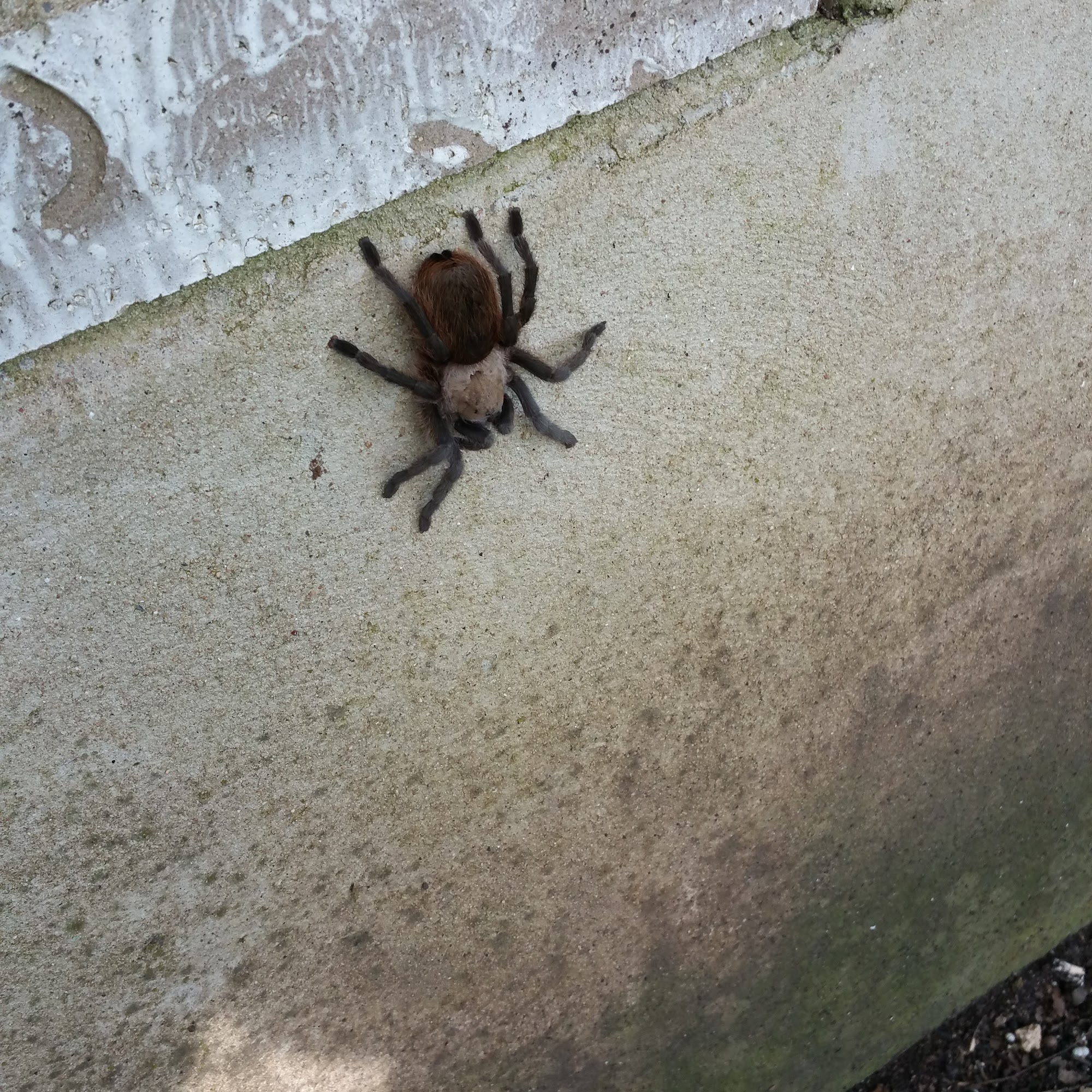 Prevailing Pest And Home Services