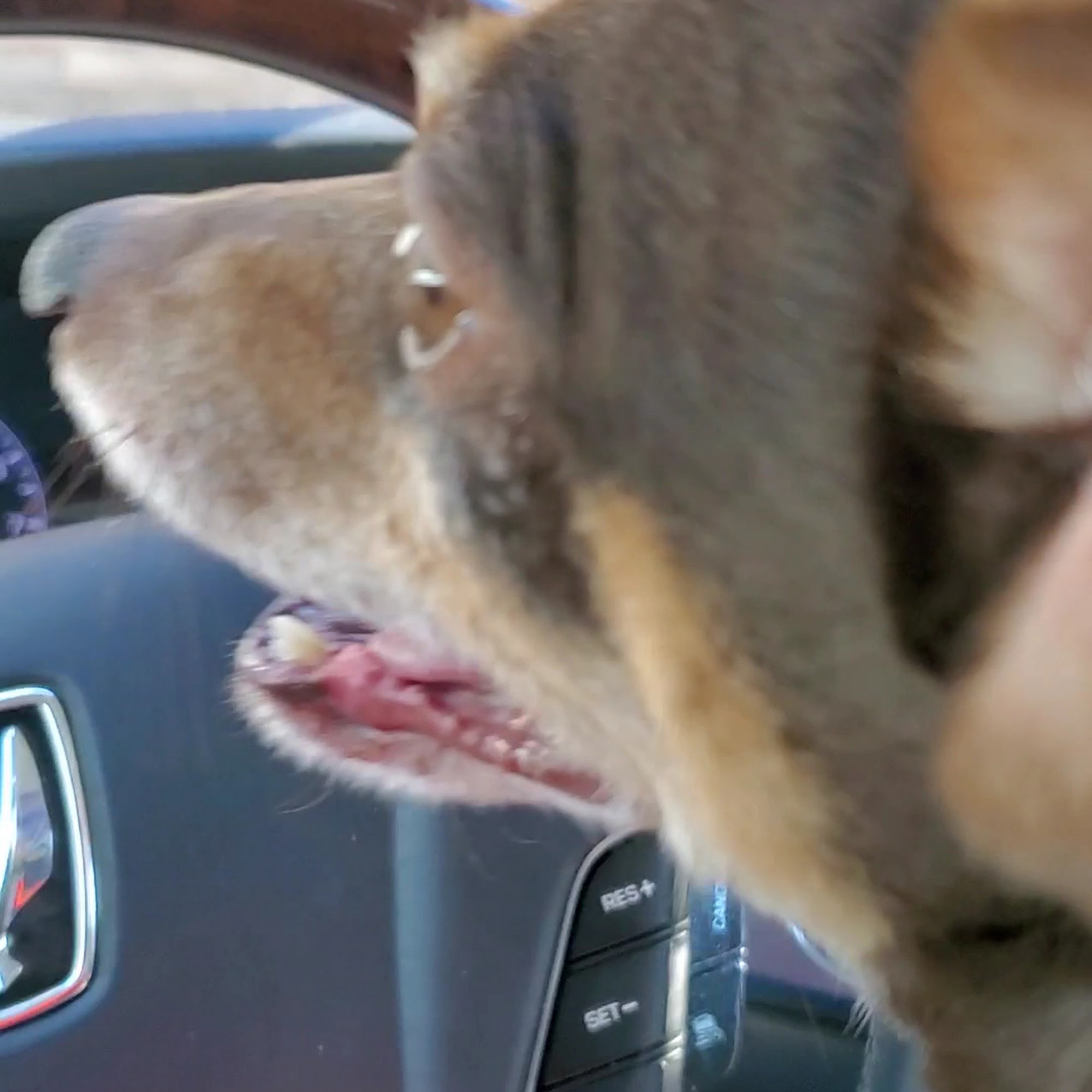 Big Thicket Veterinary Clinic- New Caney New Caney