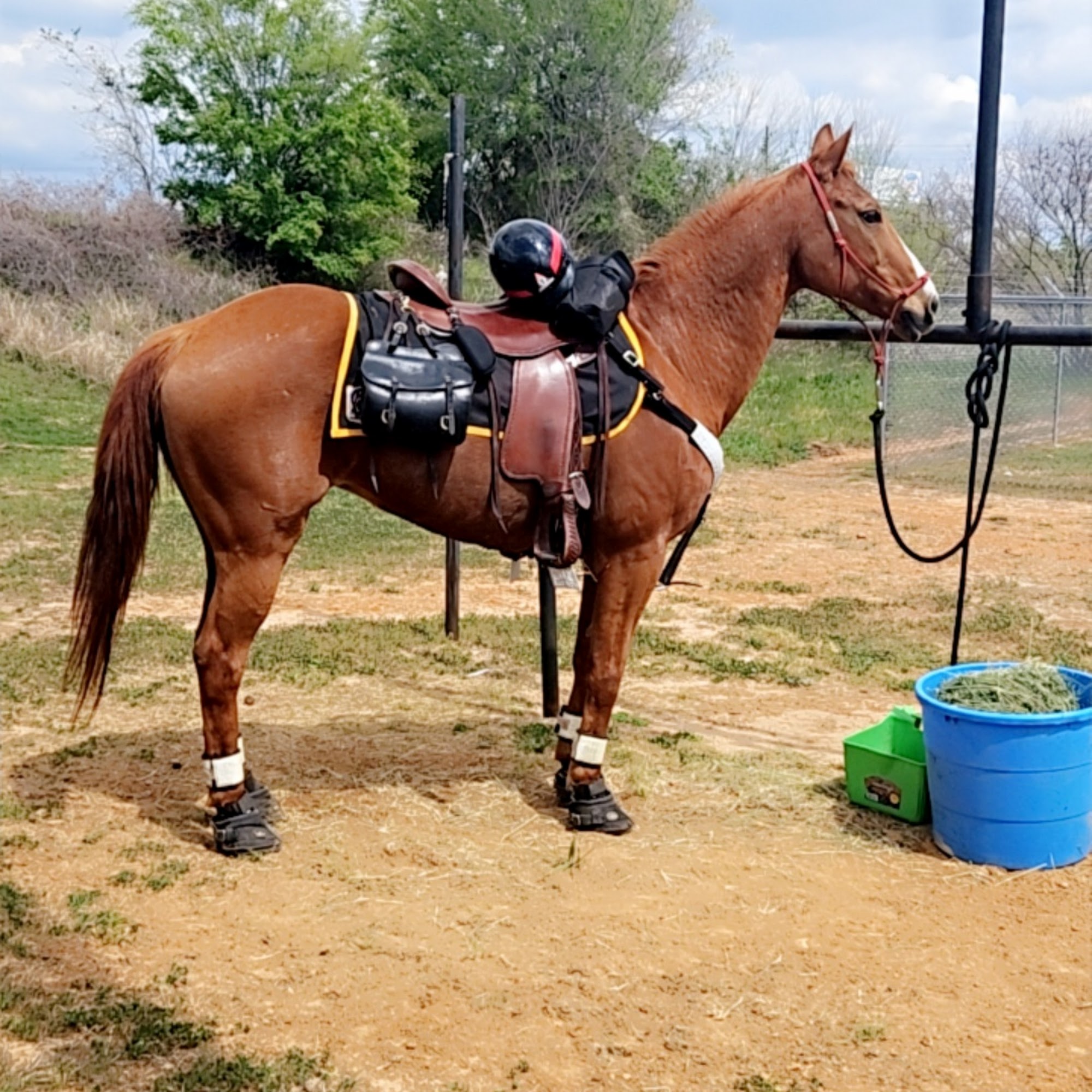 Veterinary Hospital of New Waverly New Waverly