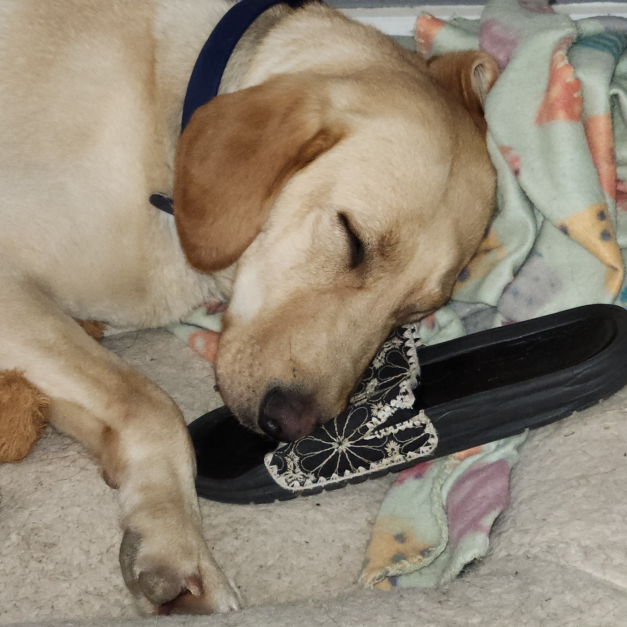 Cross Timbers Veterinary Hospital Nocona