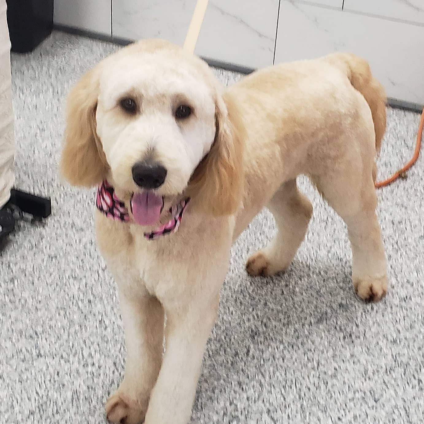 It's a Paw Thang, LLC Northlake