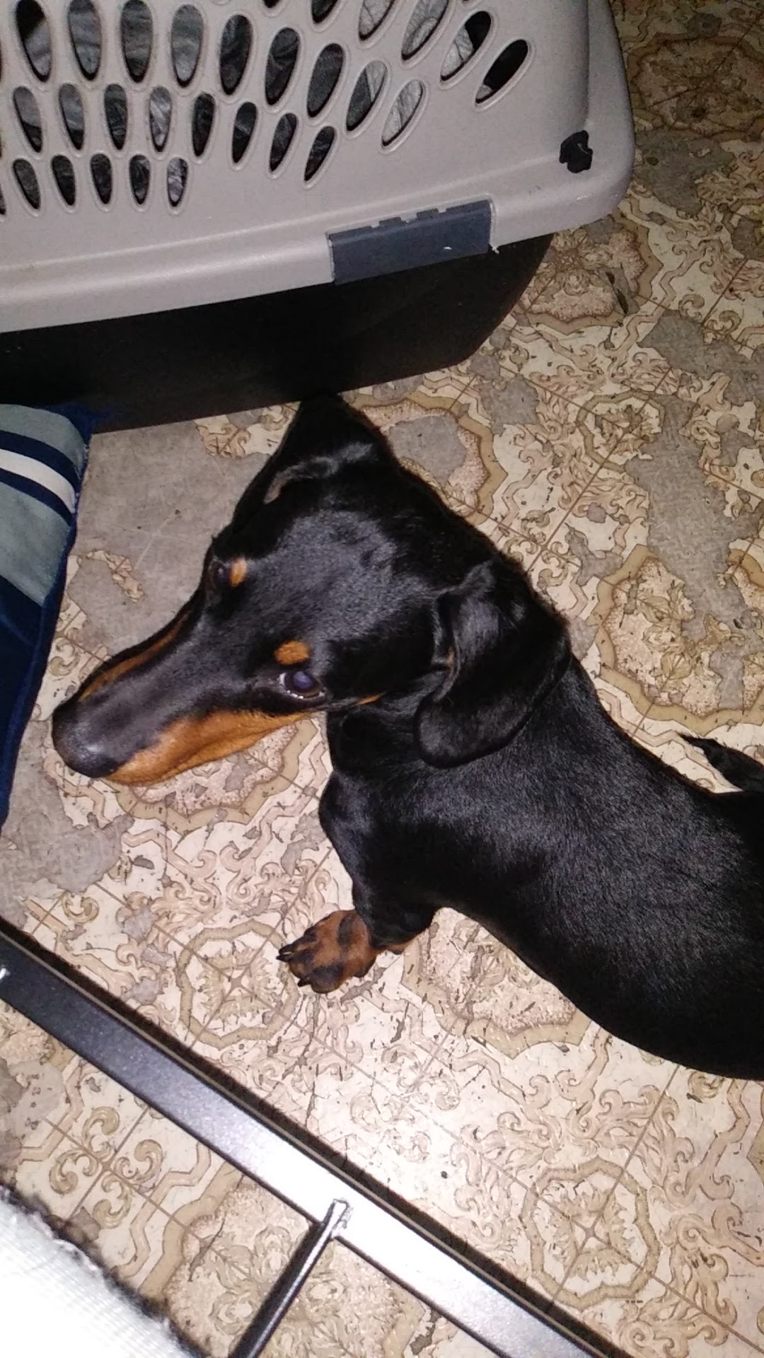 Angel Veterinary Clinic Odessa