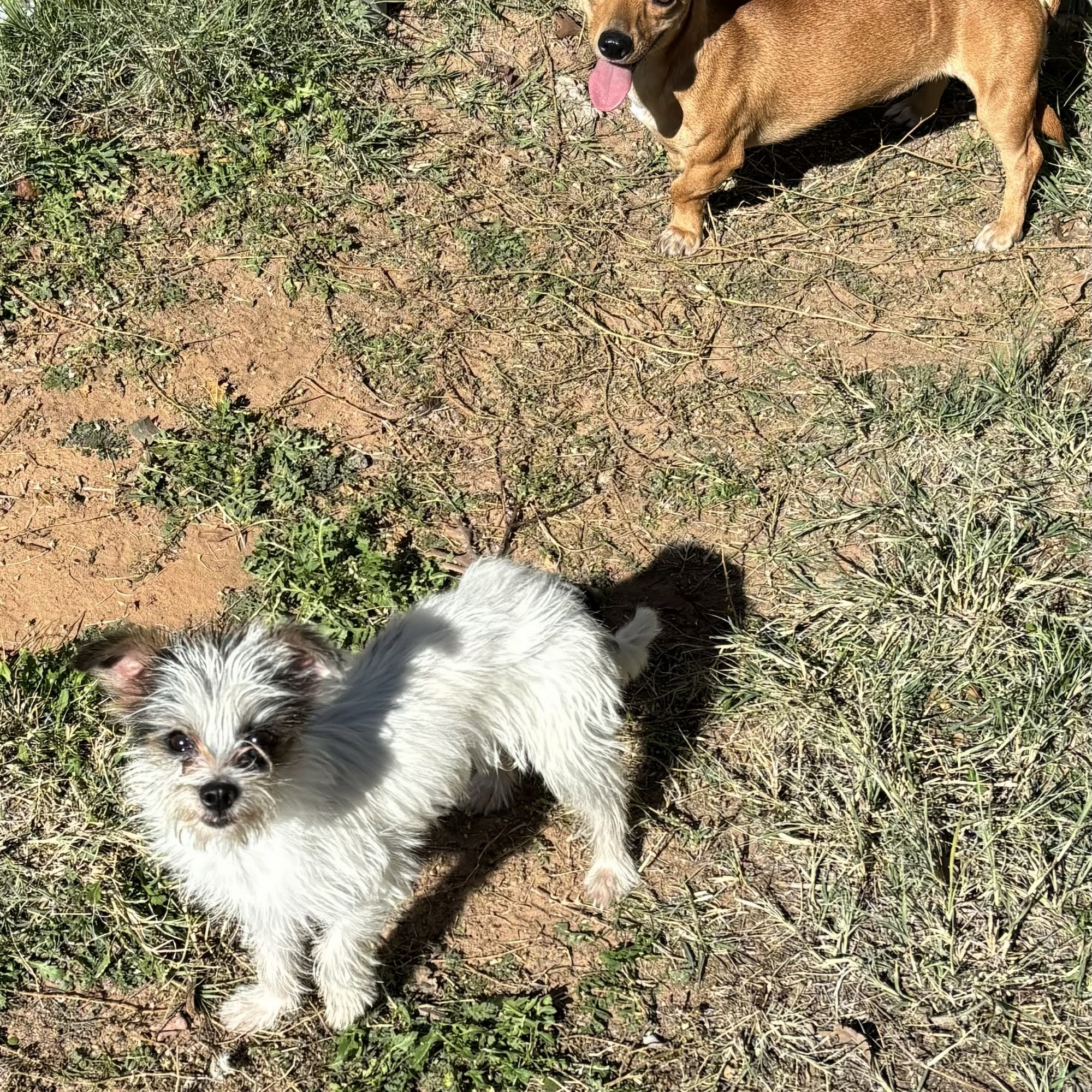 Humane Society of Odessa Odessa