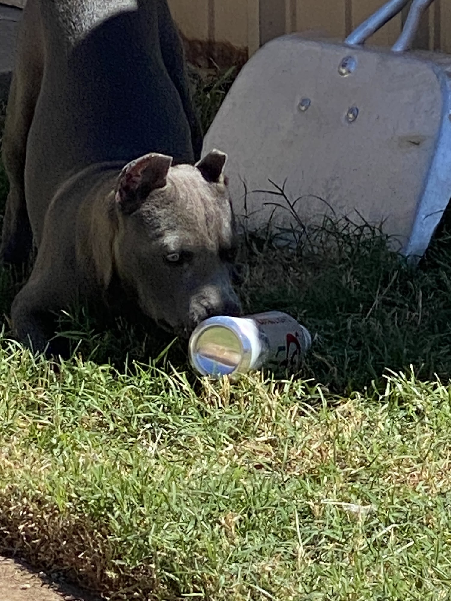 Humane Society of Odessa Odessa