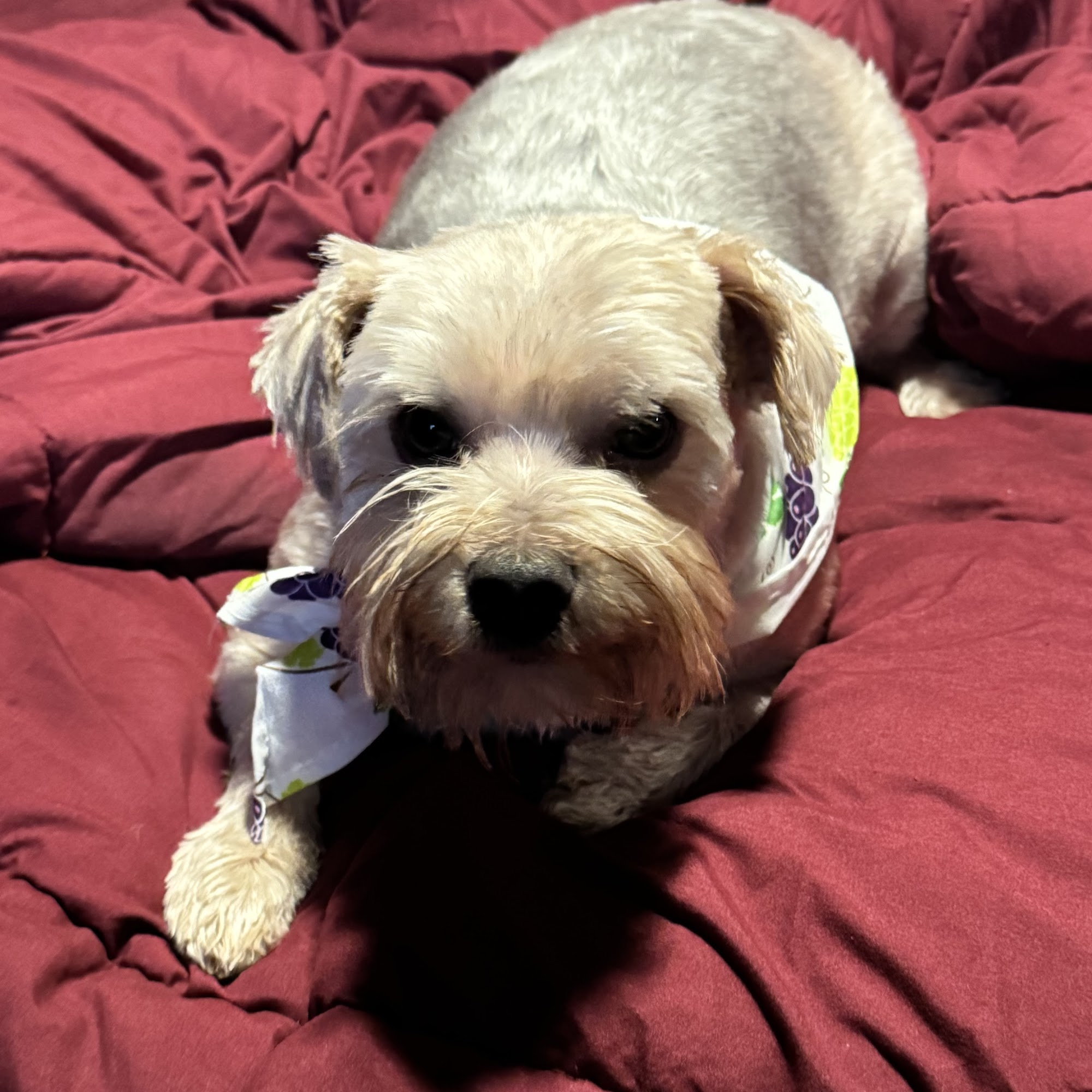 Wagging Tails Odessa