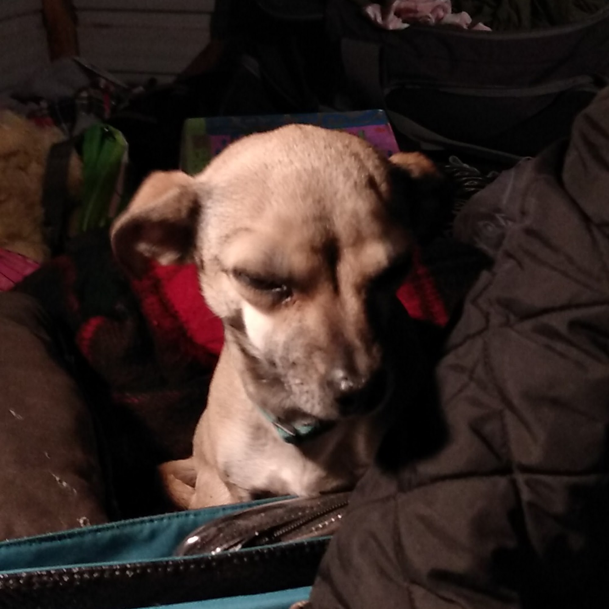 Pampered Pet Haven Odessa