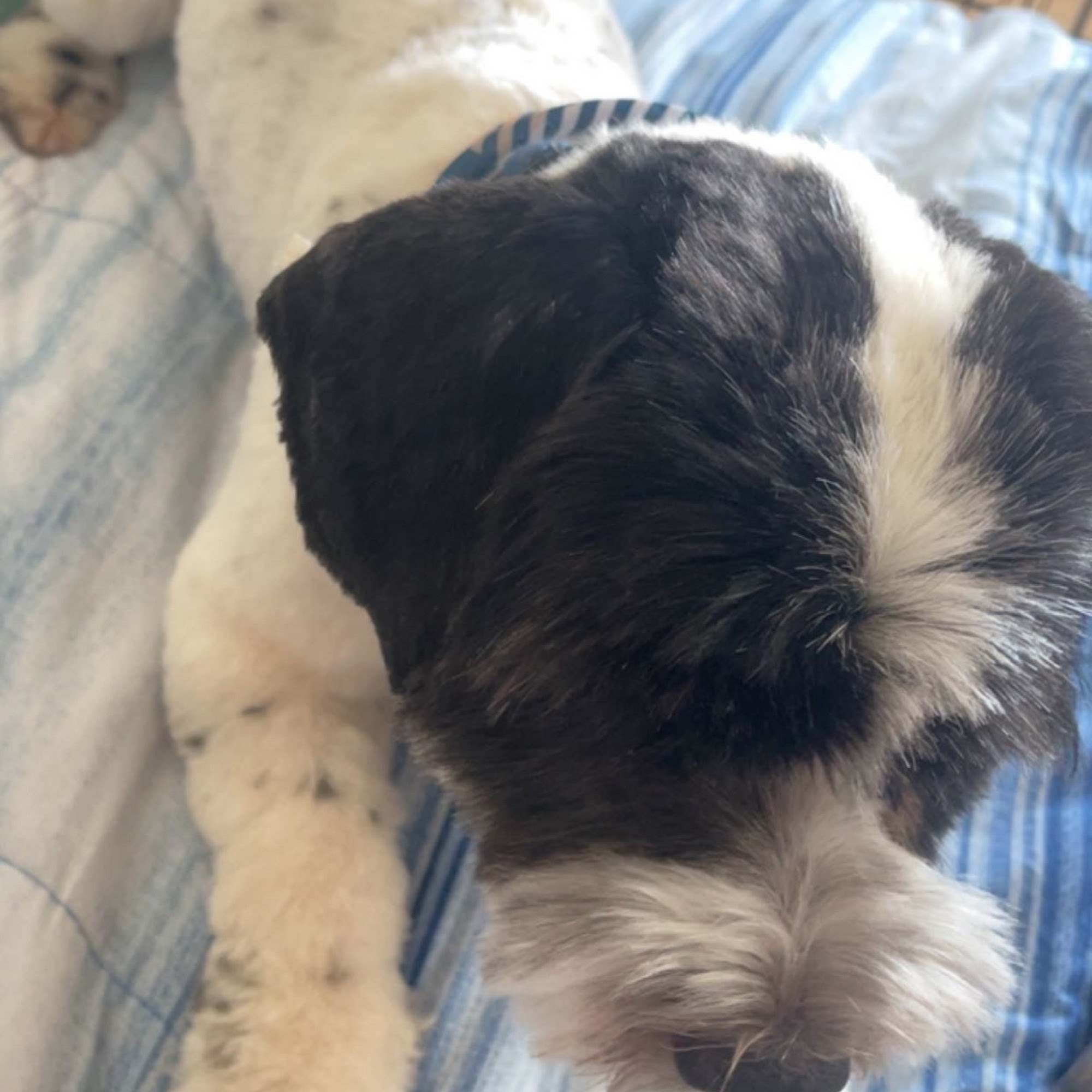 PetSmart Grooming Odessa