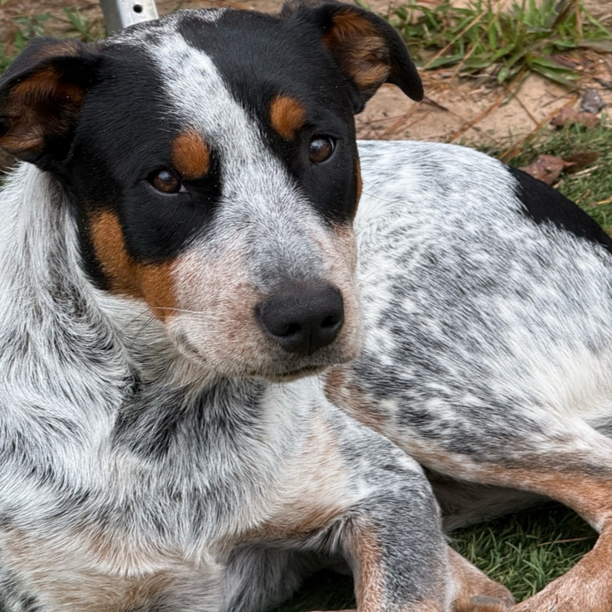 Lakeside Pet Clinic Inc Onalaska