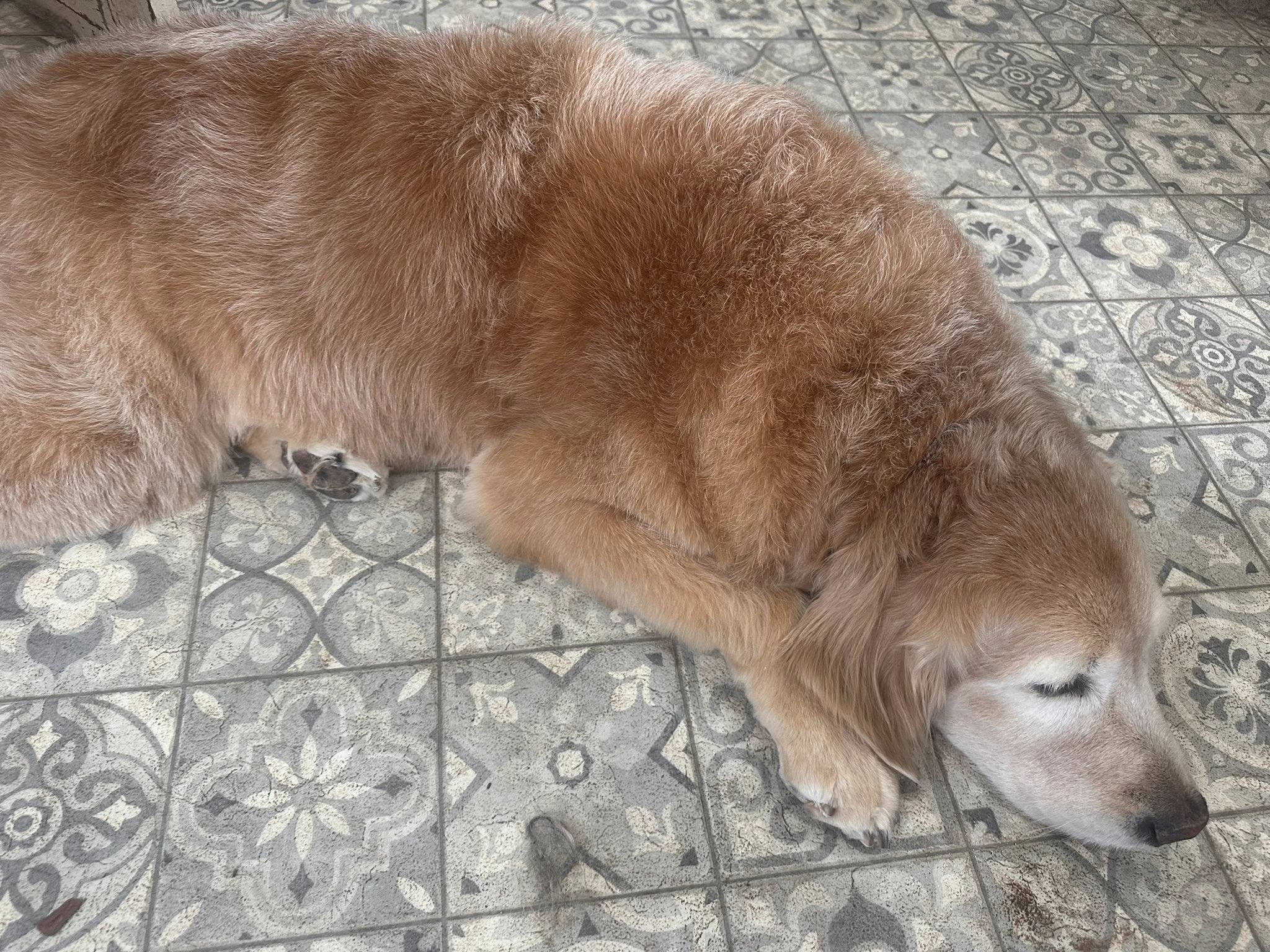 Lakeside Pet Grooming 135 Old Groveton Rd South, Onalaska, TX 77360