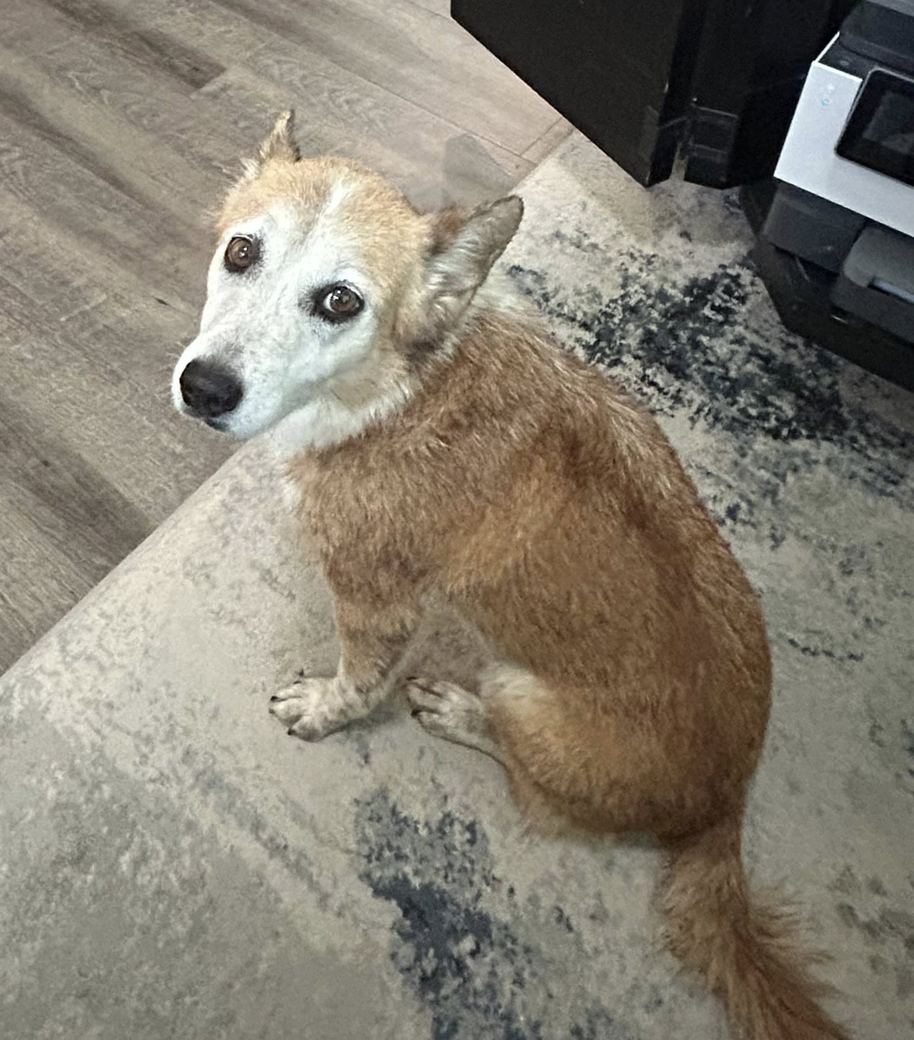 Lakeside Pet Grooming Onalaska