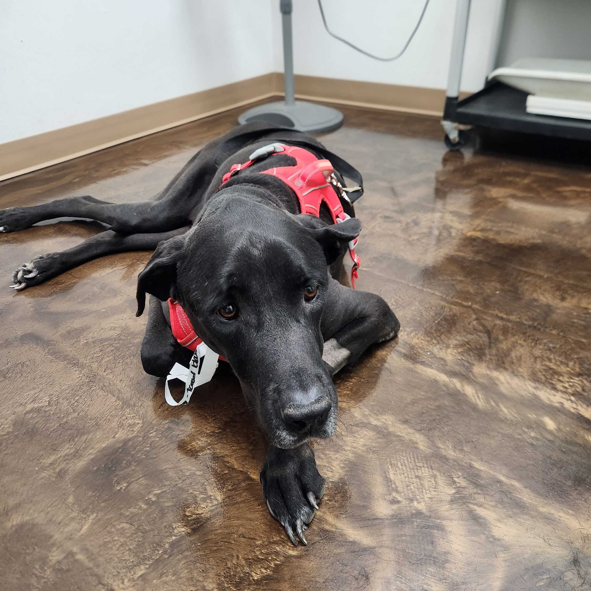 North Orange Animal Hospital Orange