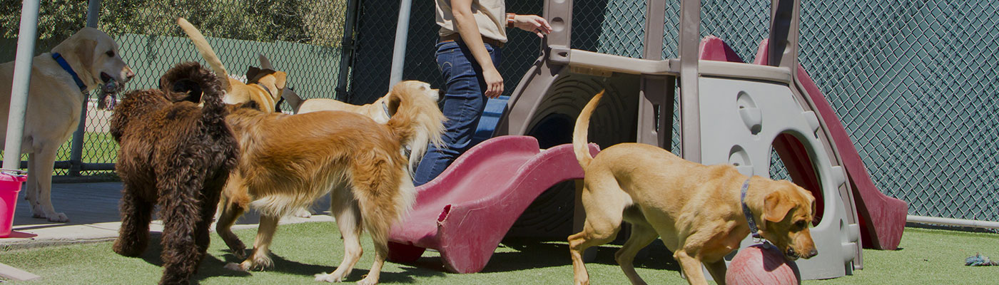 K9 Devine Little Cypress Orange