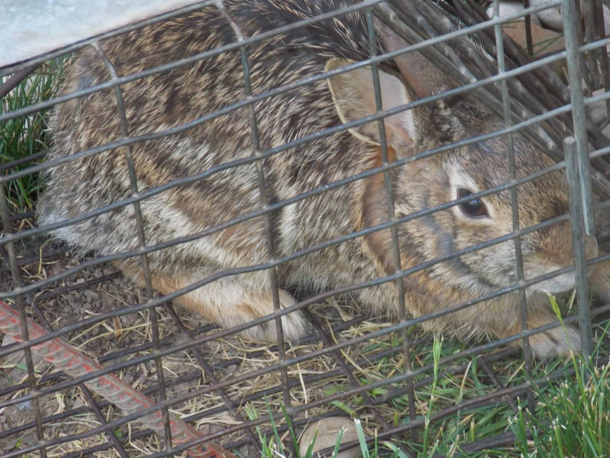 Orange Texas Dog Pound
