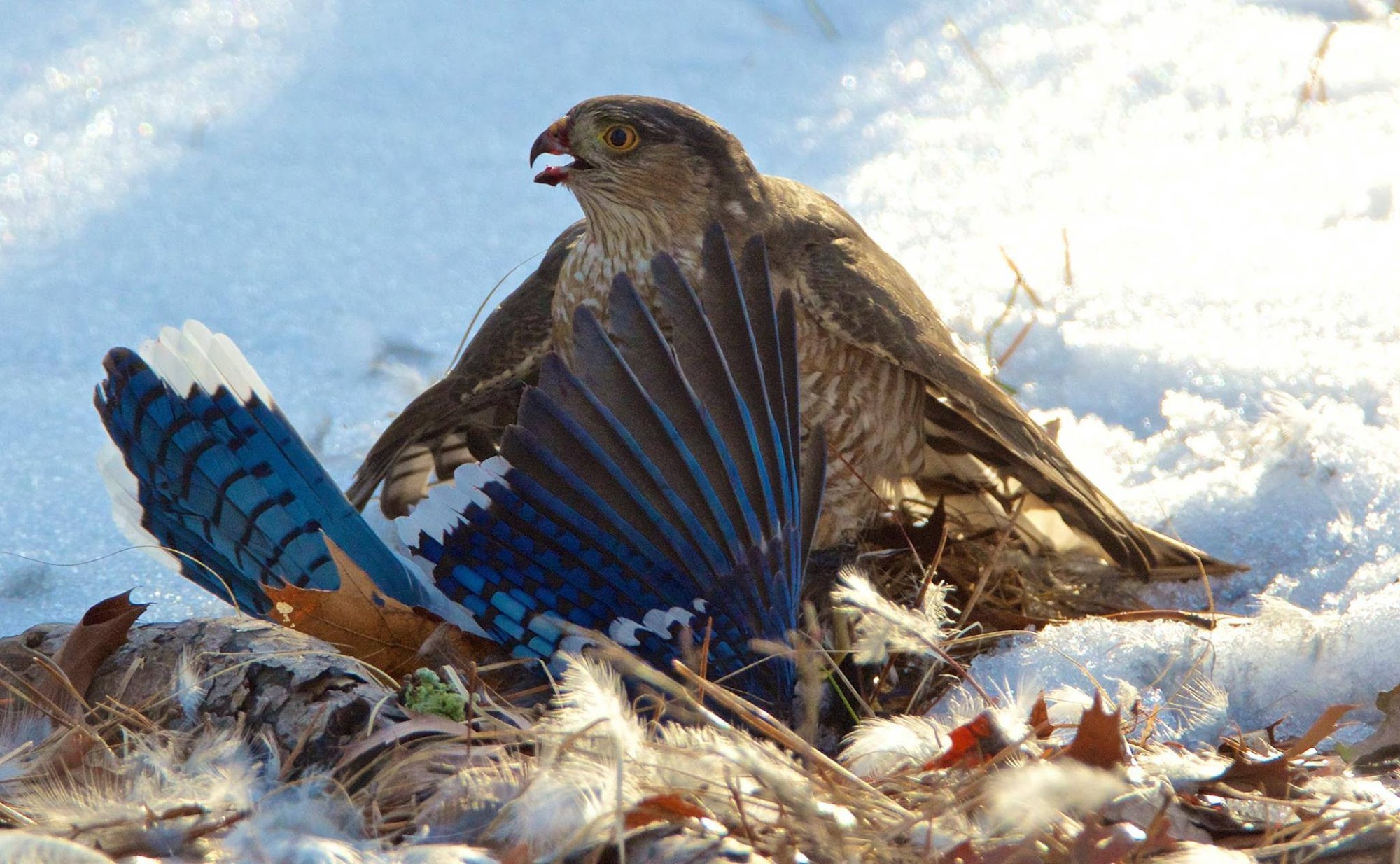 Orange Texas Dog Pound
