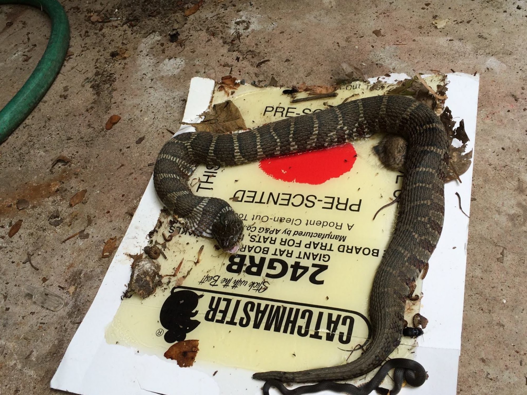 Orange Texas Dog Pound