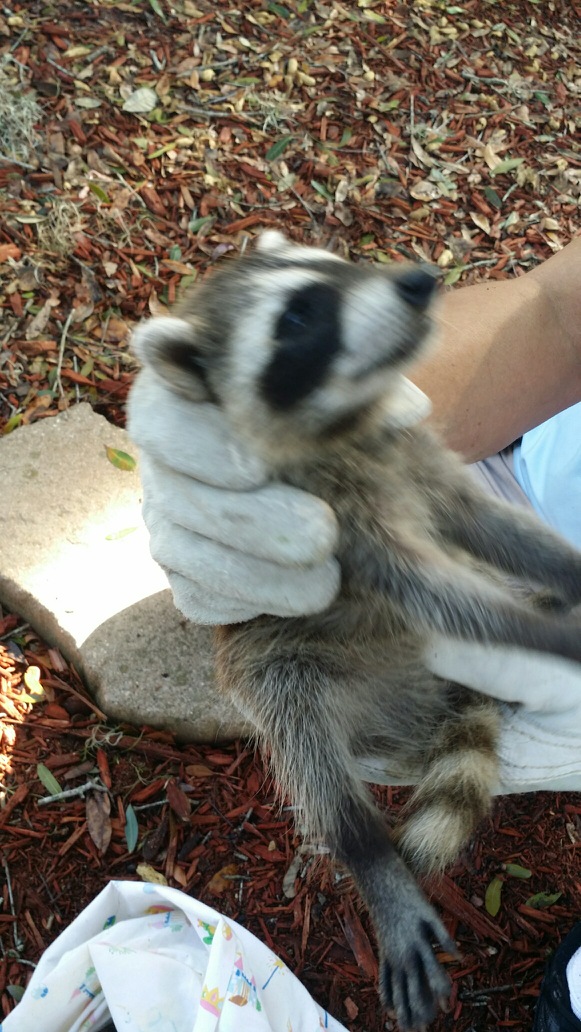 Orange Texas Dog Pound