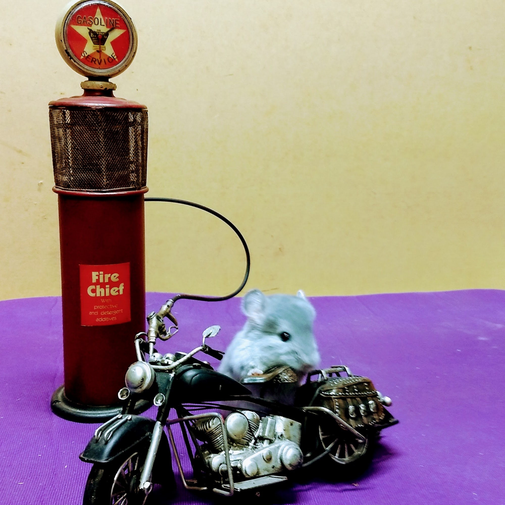 Lone Star Chinchilla Palestine