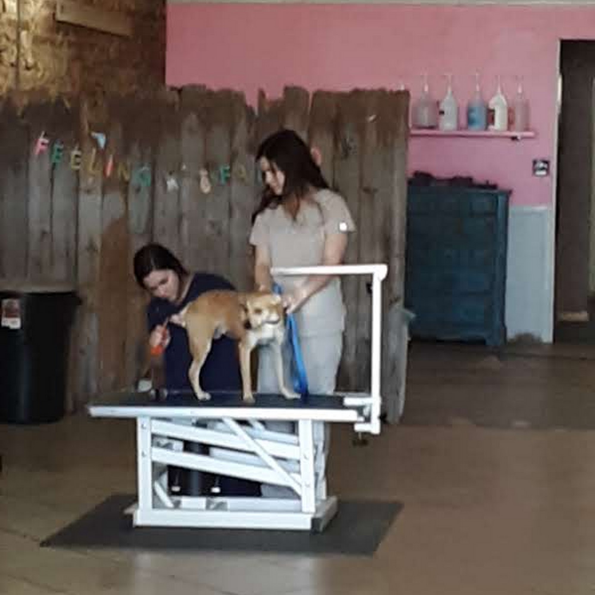 Posh Paws Dog Grooming Palestine