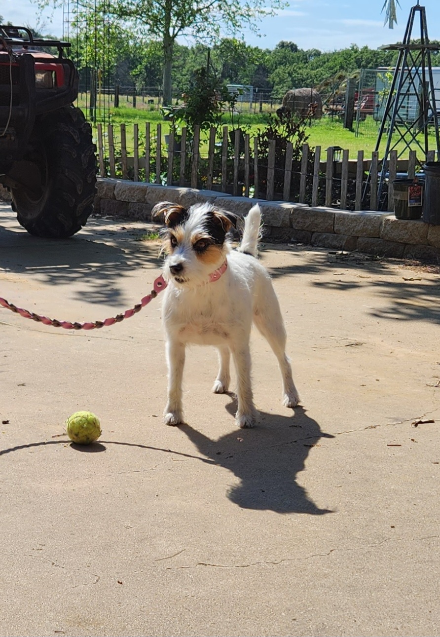 Rock Bottom Kennels Palestine