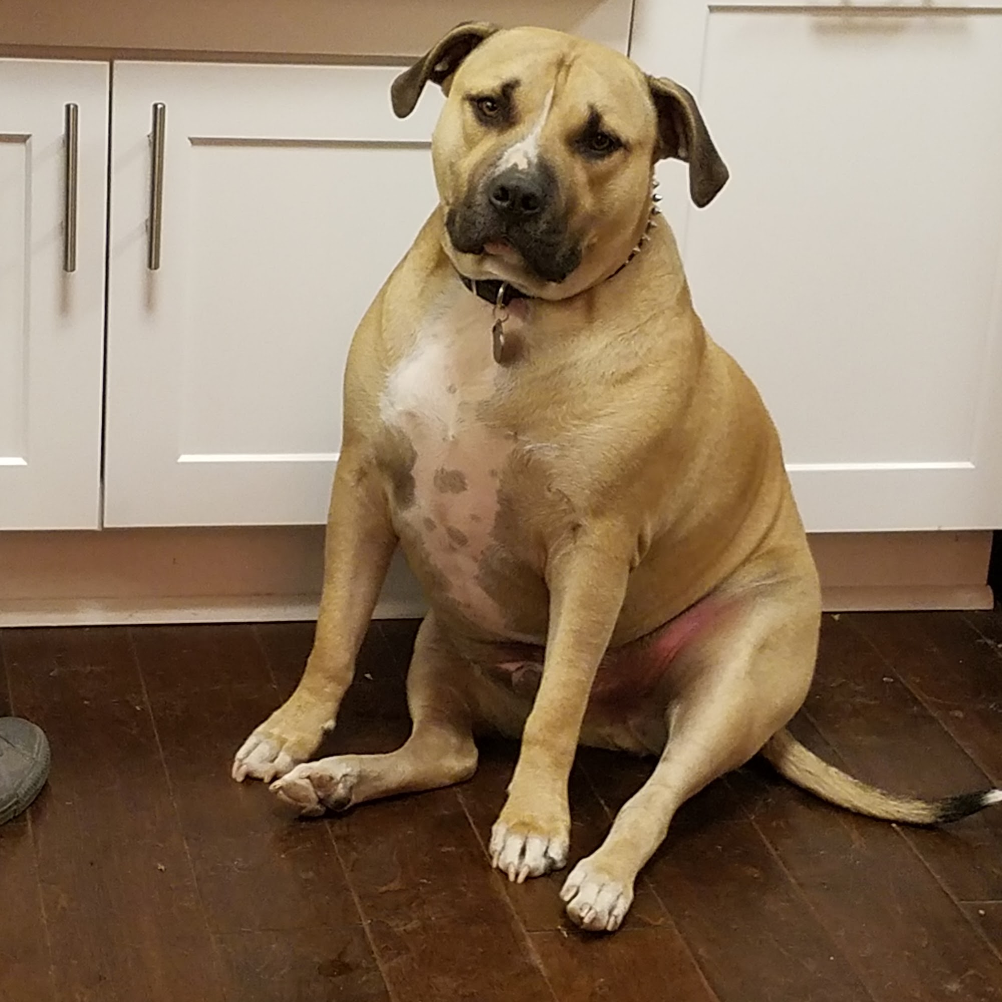 Every Living Thing Veterinary Service Pampa