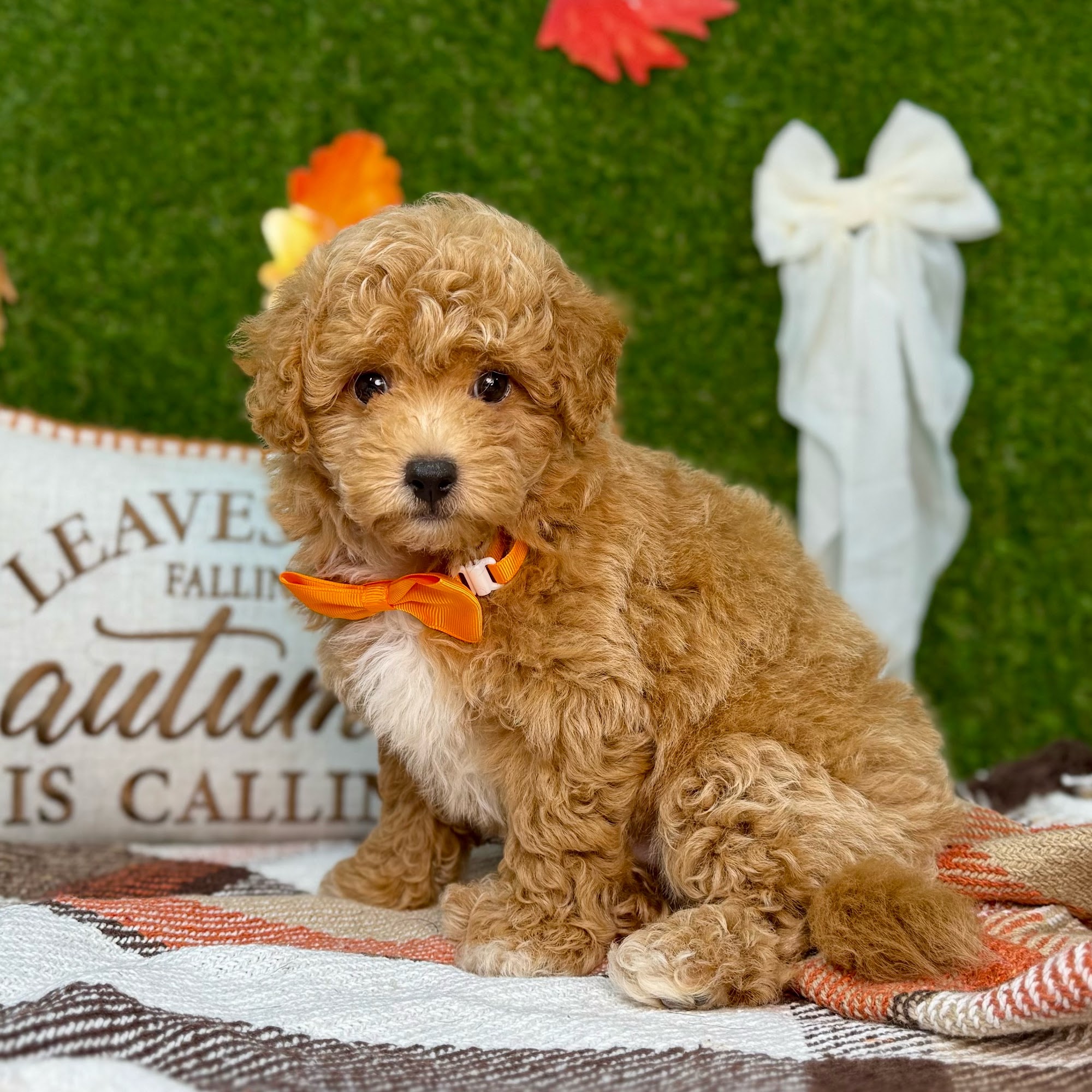 Puppy Dreams - Arlington Pantego