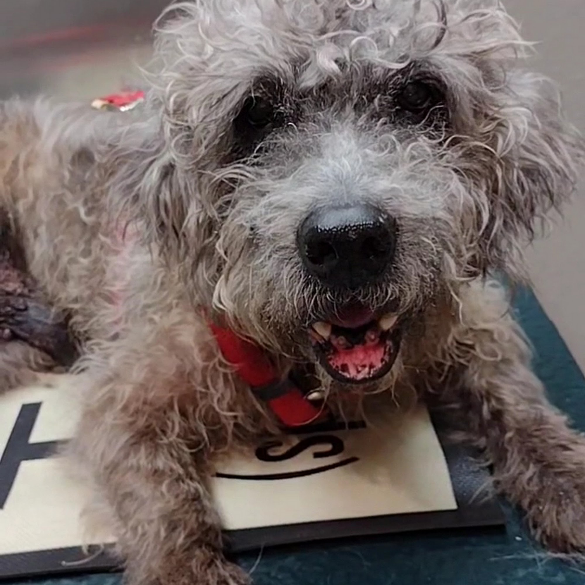 Lamar Veterinary Clinic Paris