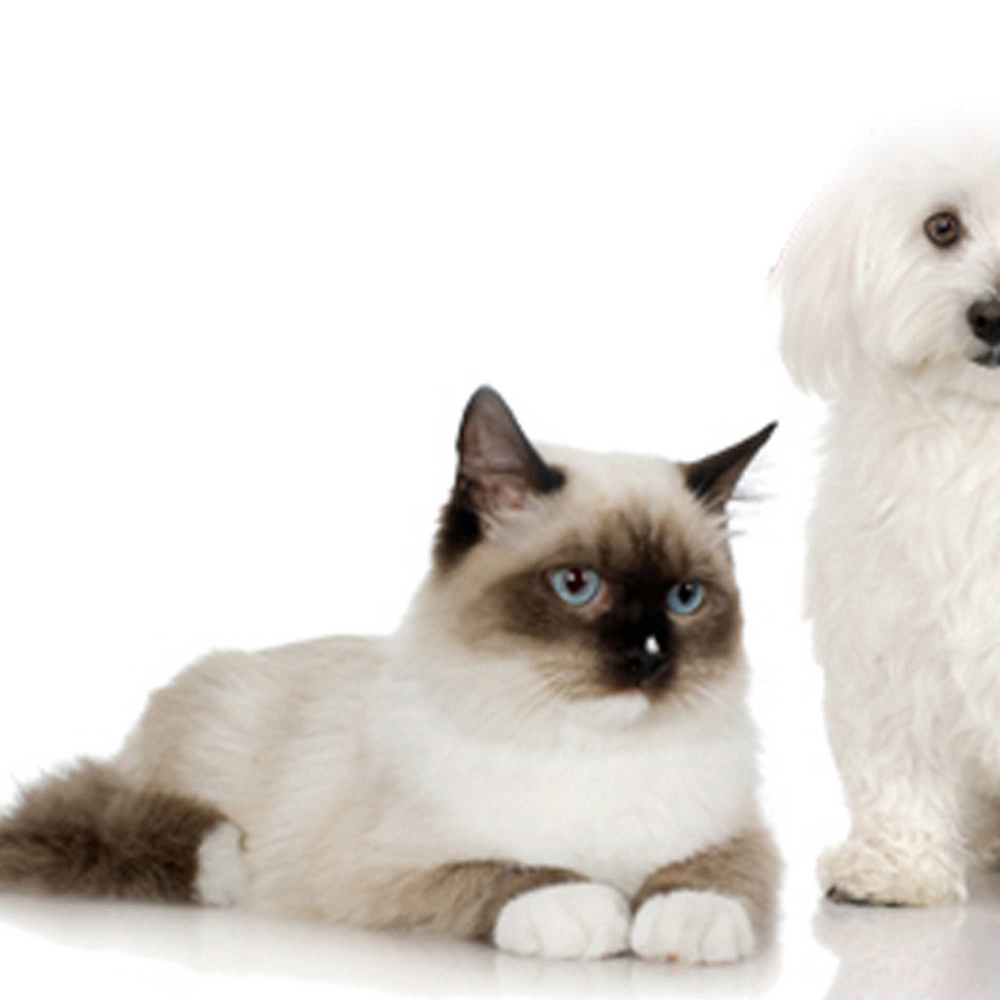 Animal Hospital Of Paris Paris