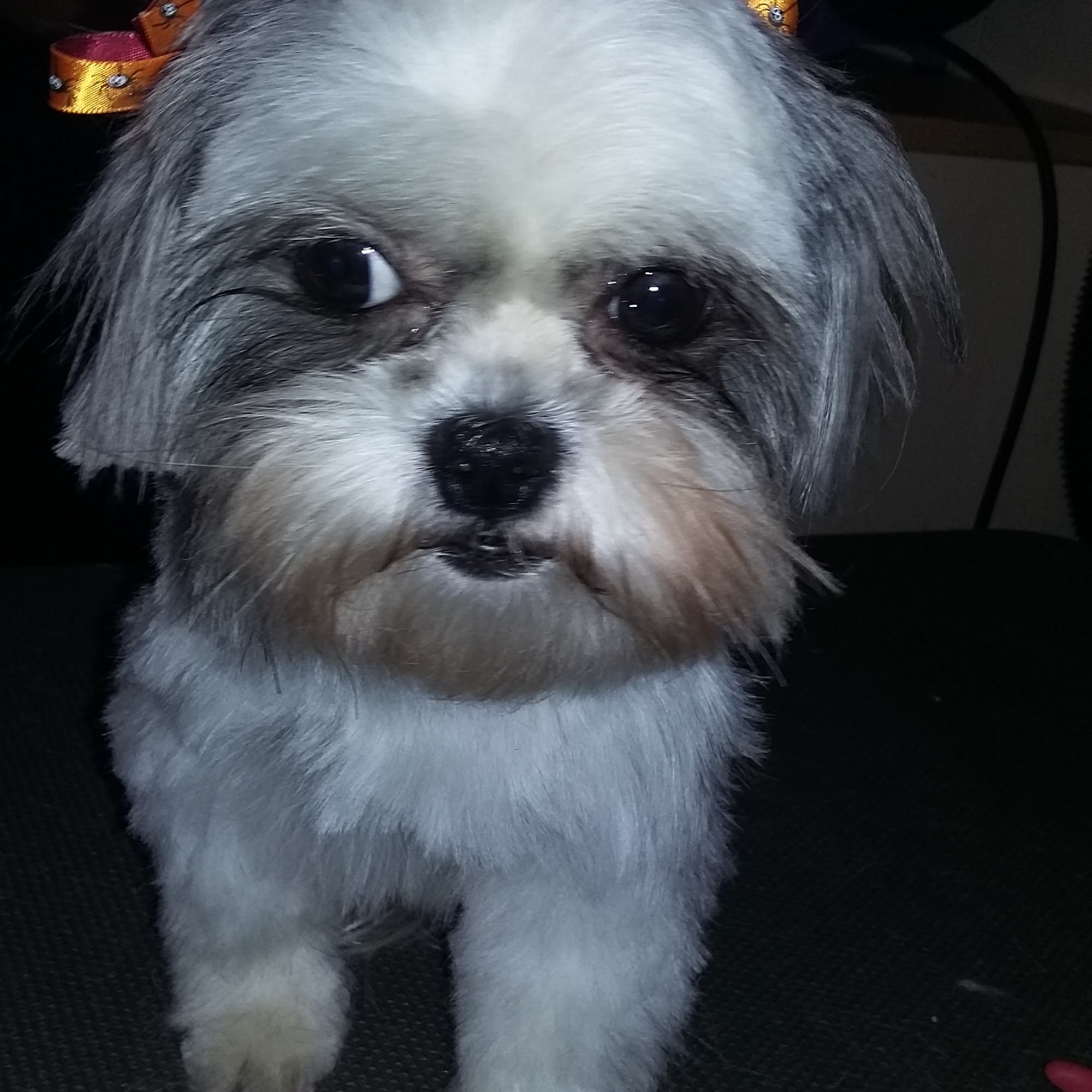 Pawsatively Heaven Pet Salon Paris