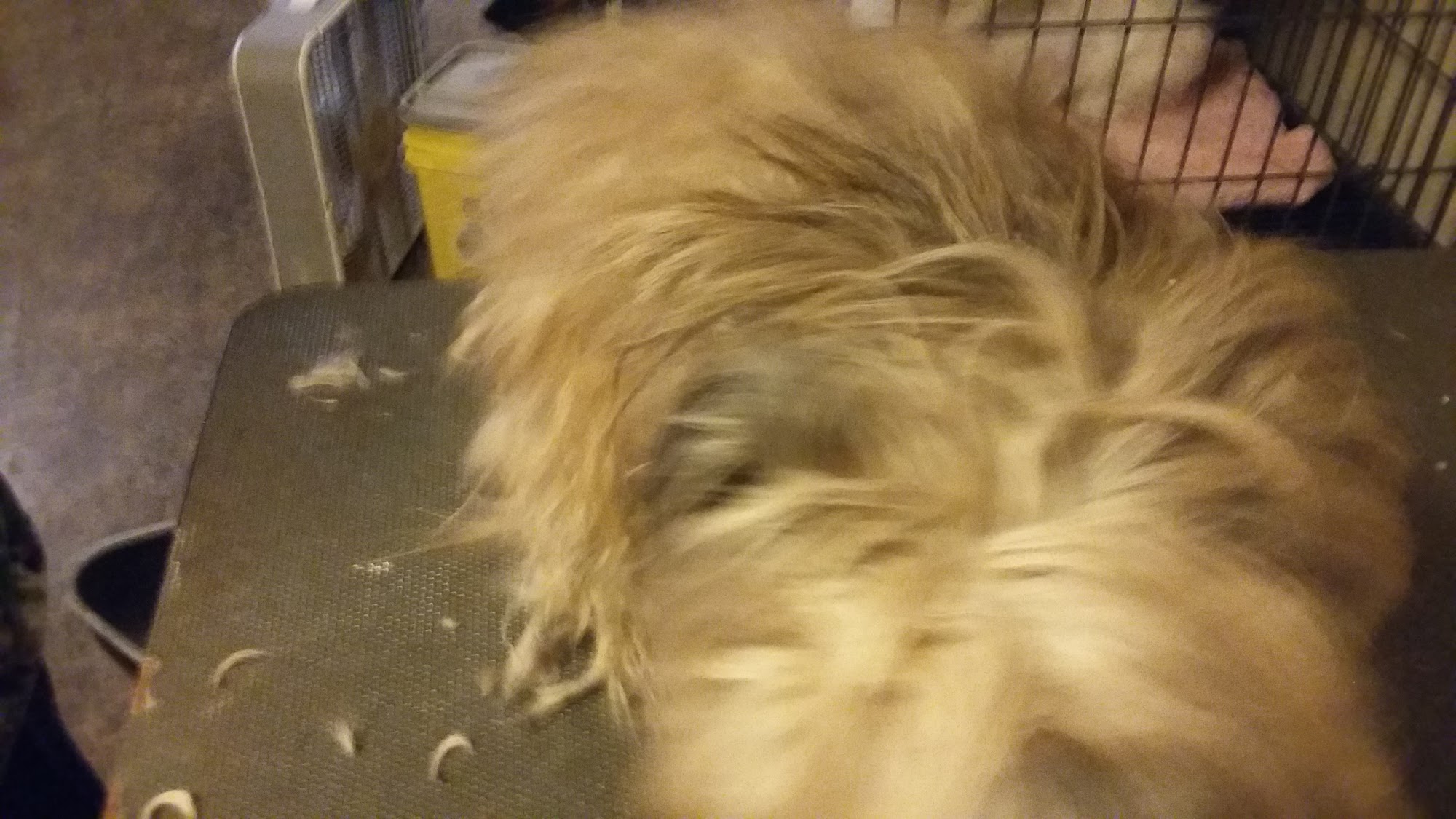 Pawsatively Heaven Pet Salon Paris