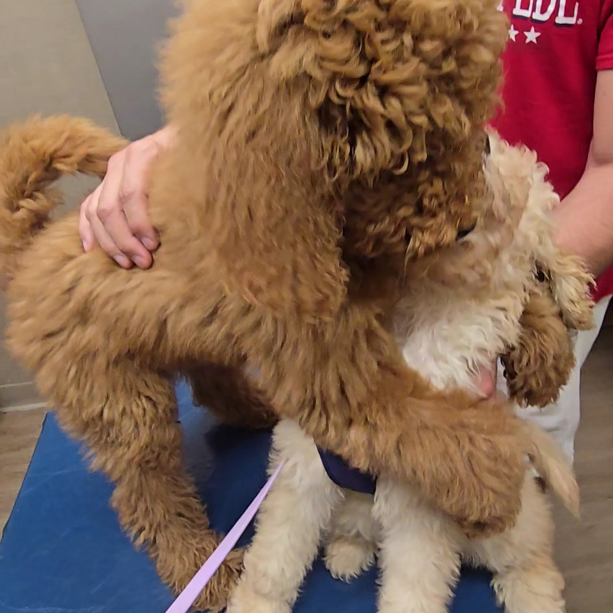 Spencer Animal Hospital Pasadena