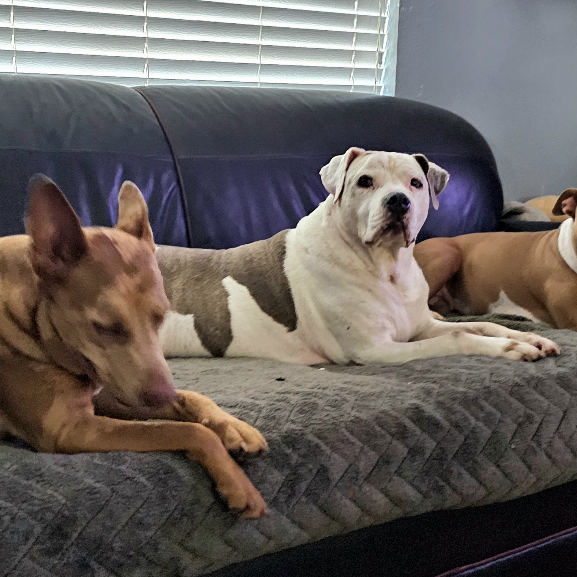 Preston Road Pet Hospital Pasadena