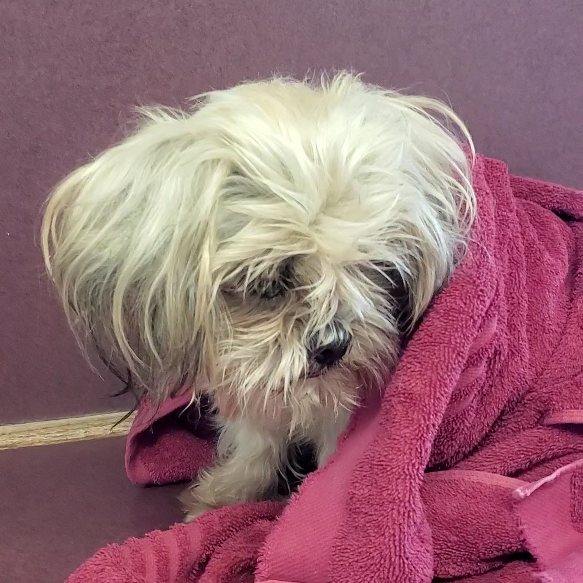 Richey Animal Clinic Pasadena