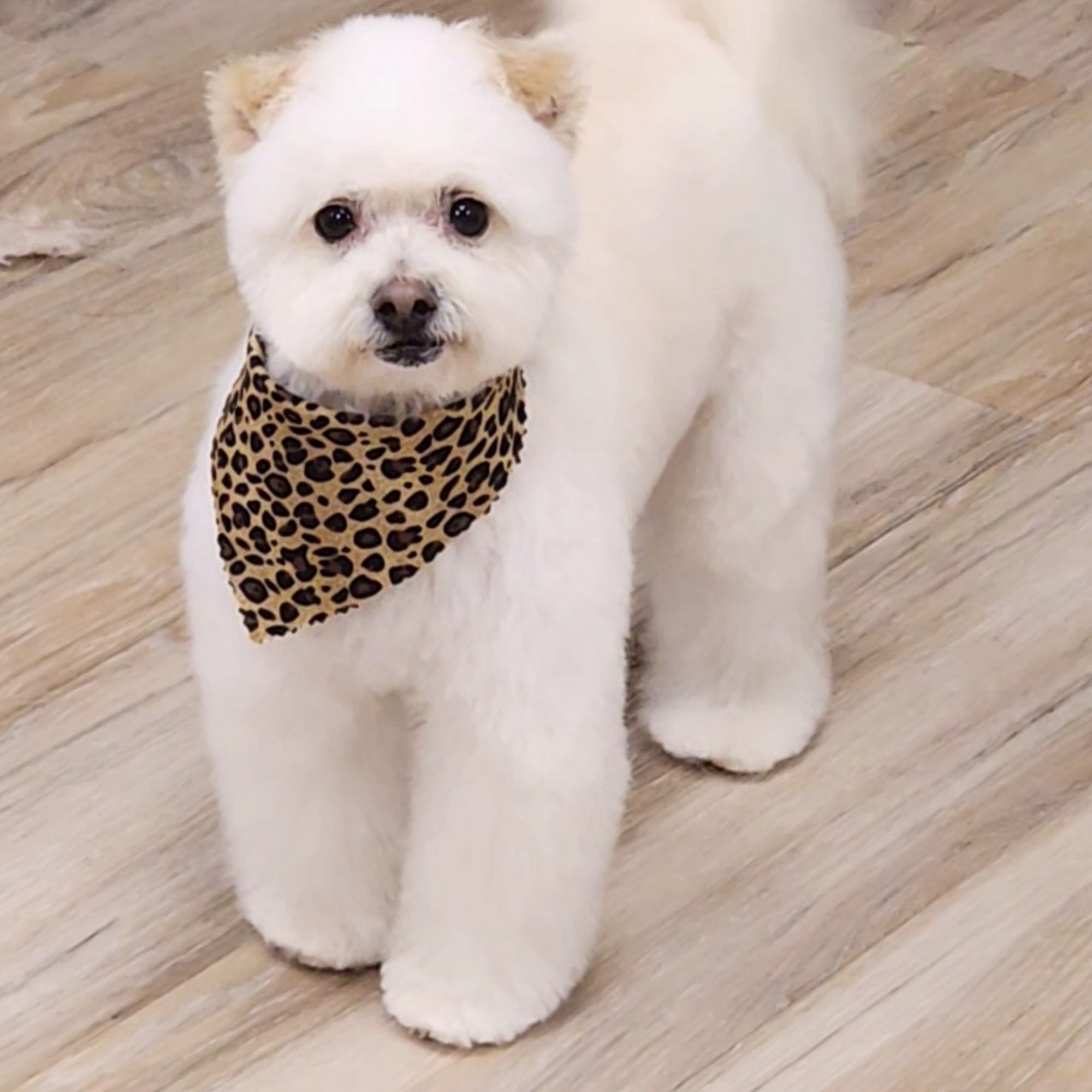 Ultimate Pet Spa Pasadena