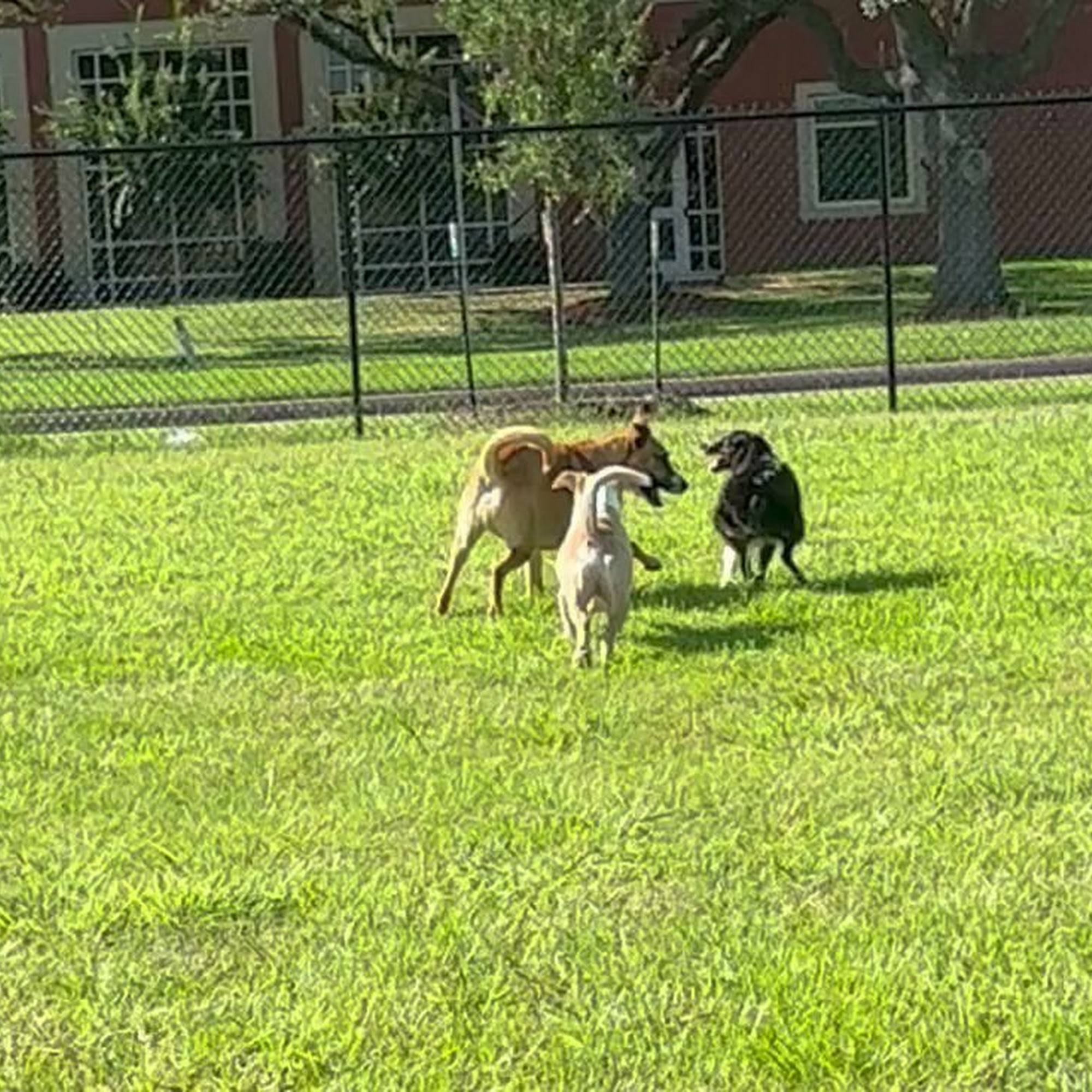 Pets Gone Wild Resort LLC Pasadena