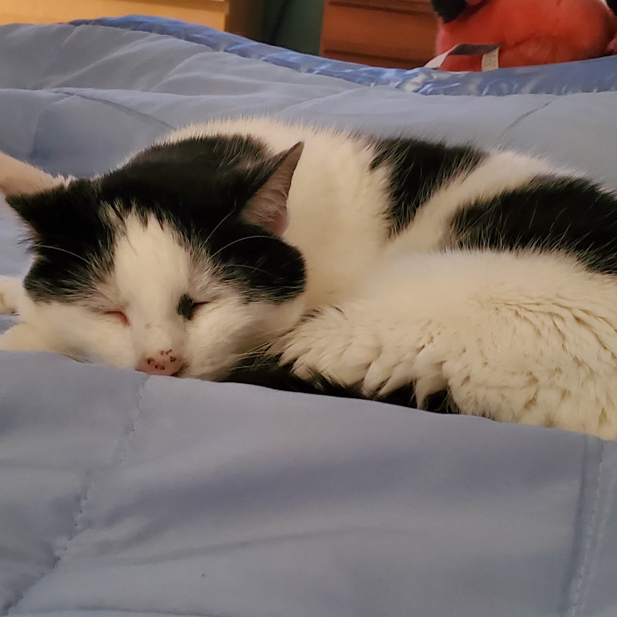 Pearland Pet Health Center Pearland