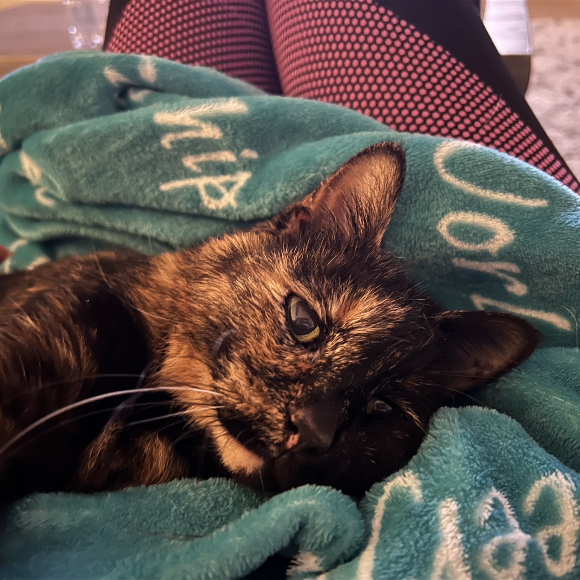 Silverlake Animal Hospital Pearland