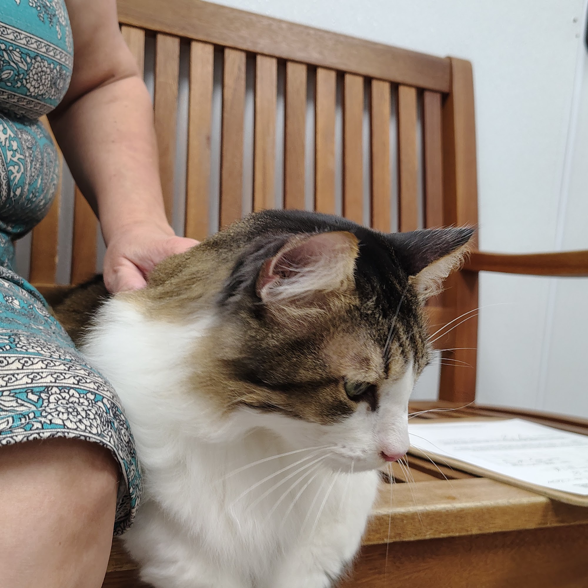 Pearland Animal Hospital Pearland