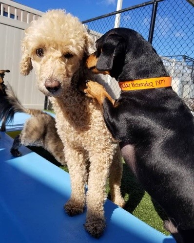 PetSuites Pearland Pearland