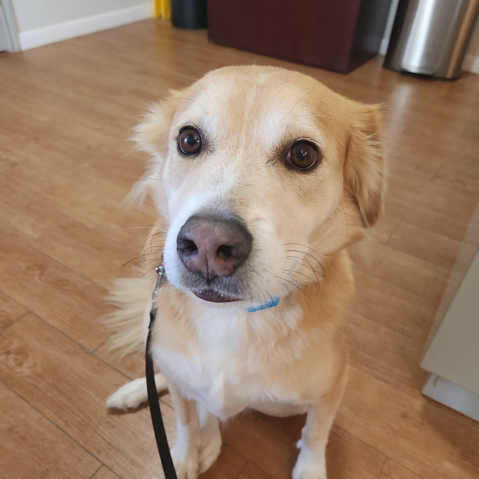 Pearland Canine Resource Center Pearland