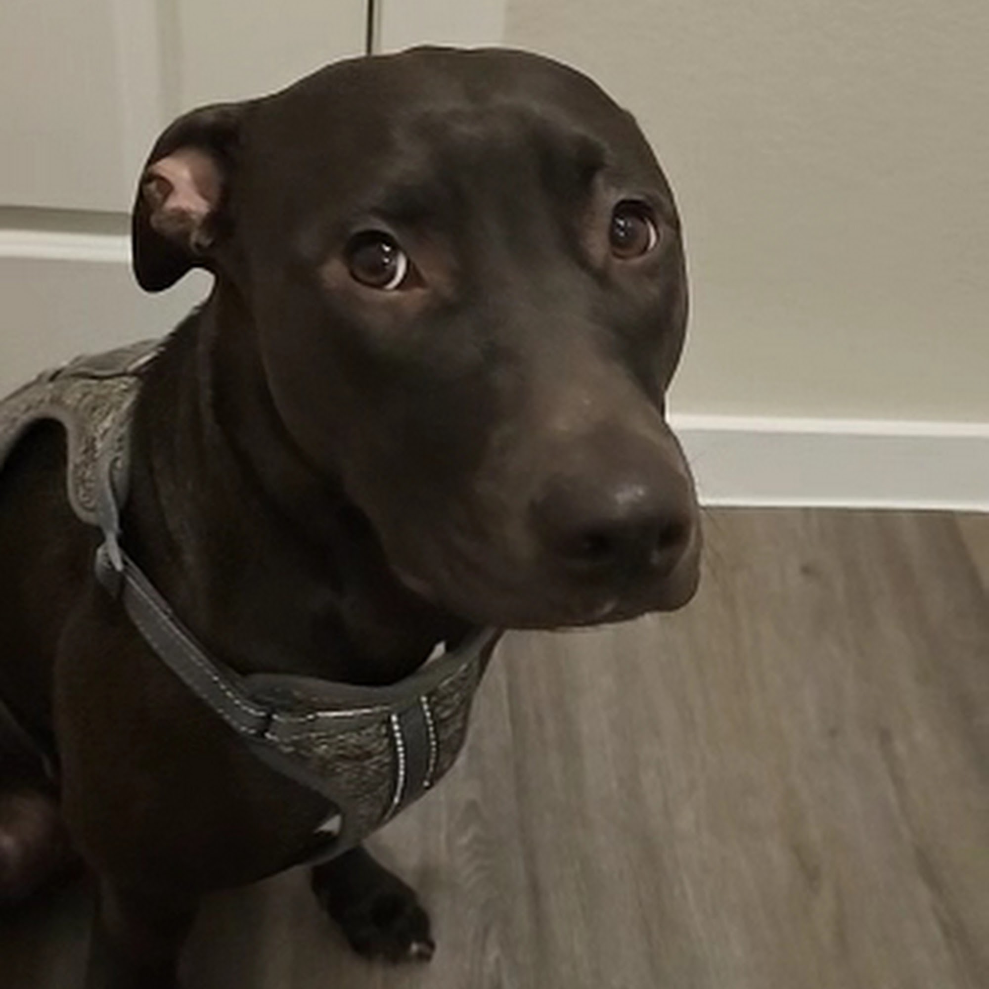 Emancipet Pflugerville